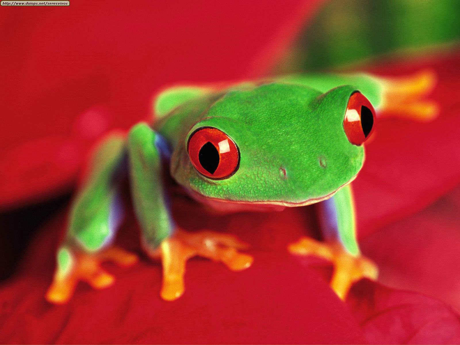 Free Frog Desktop Wallpaper Wallpapers Desktop And - Cute Red Eyed Tree Frog - HD Wallpaper 