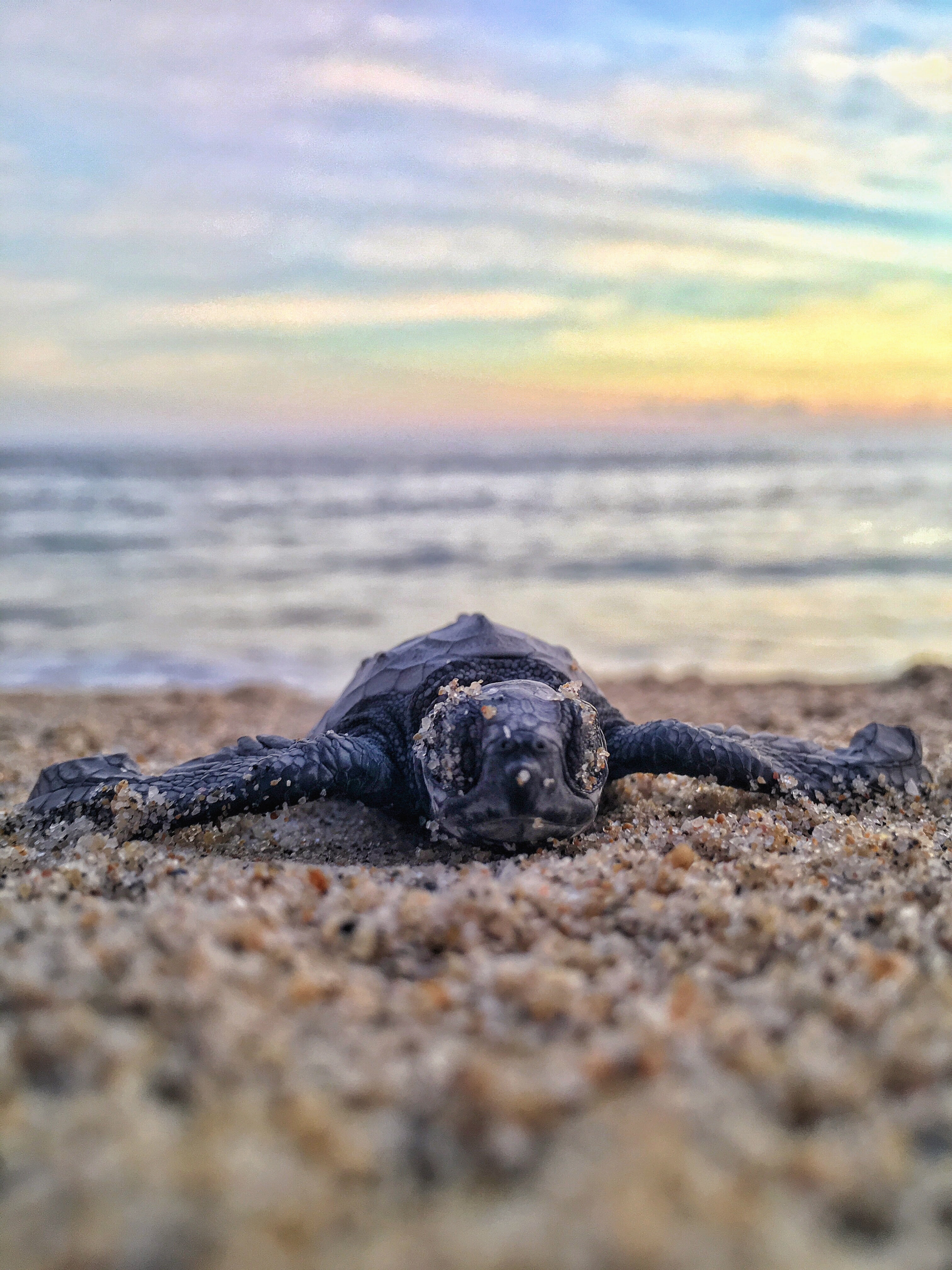 Ocean Baby Sea Turtles - HD Wallpaper 