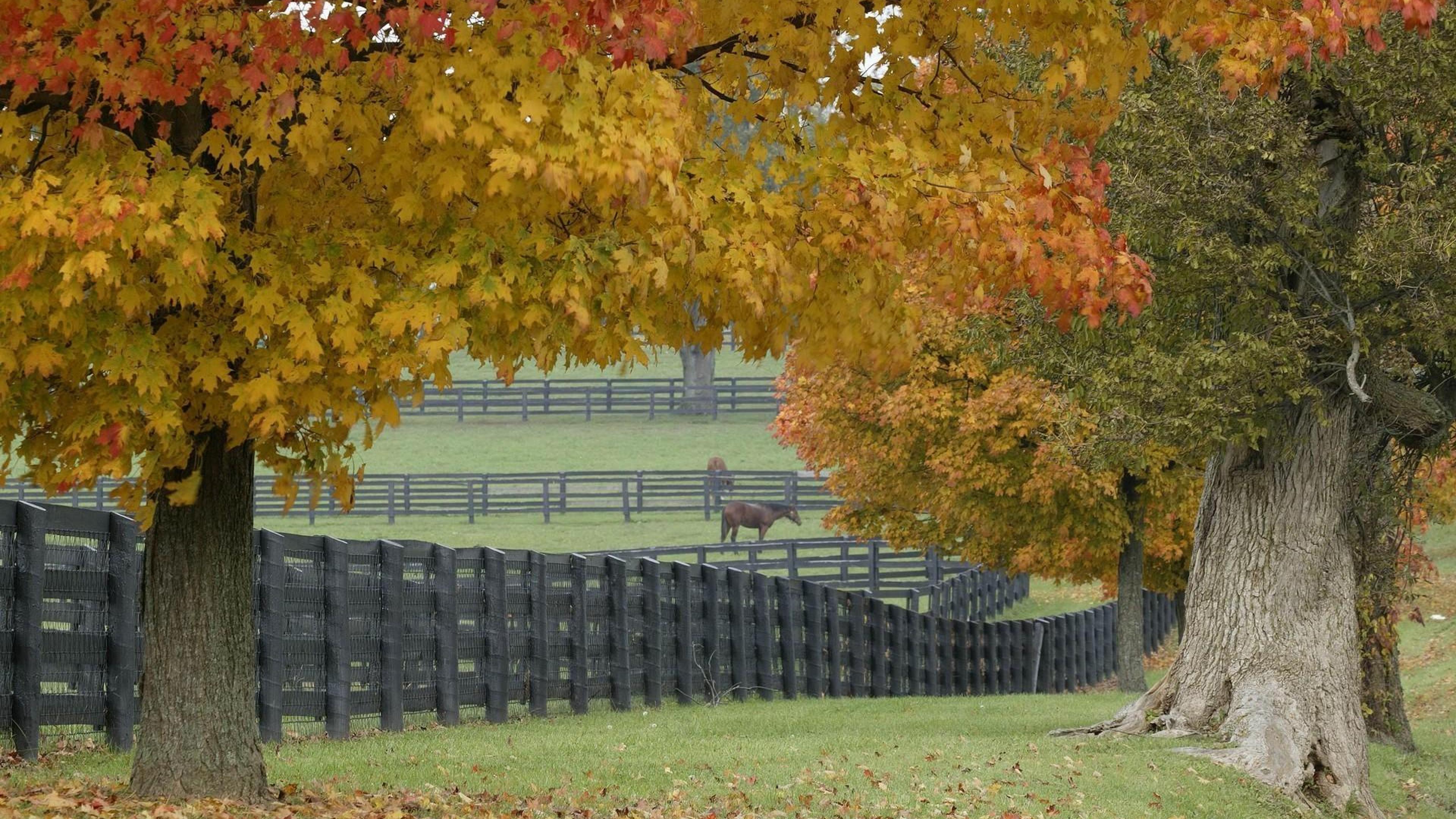 Desktop Wallpaper Horse Farm - HD Wallpaper 