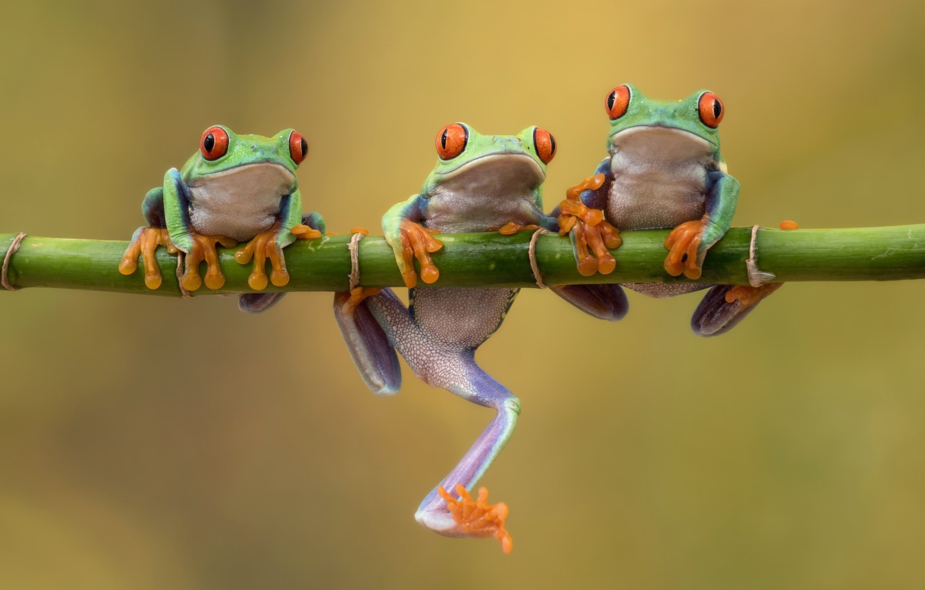 Photo Wallpaper Background, Bamboo, Frogs, Trio, Trinity, - Red Eyed Tree Frog Toes - HD Wallpaper 