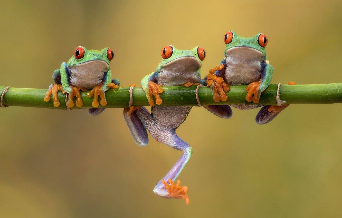 Photo Wallpaper Background, Bamboo, Frogs, Trio, Trinity, - Red Eyed
