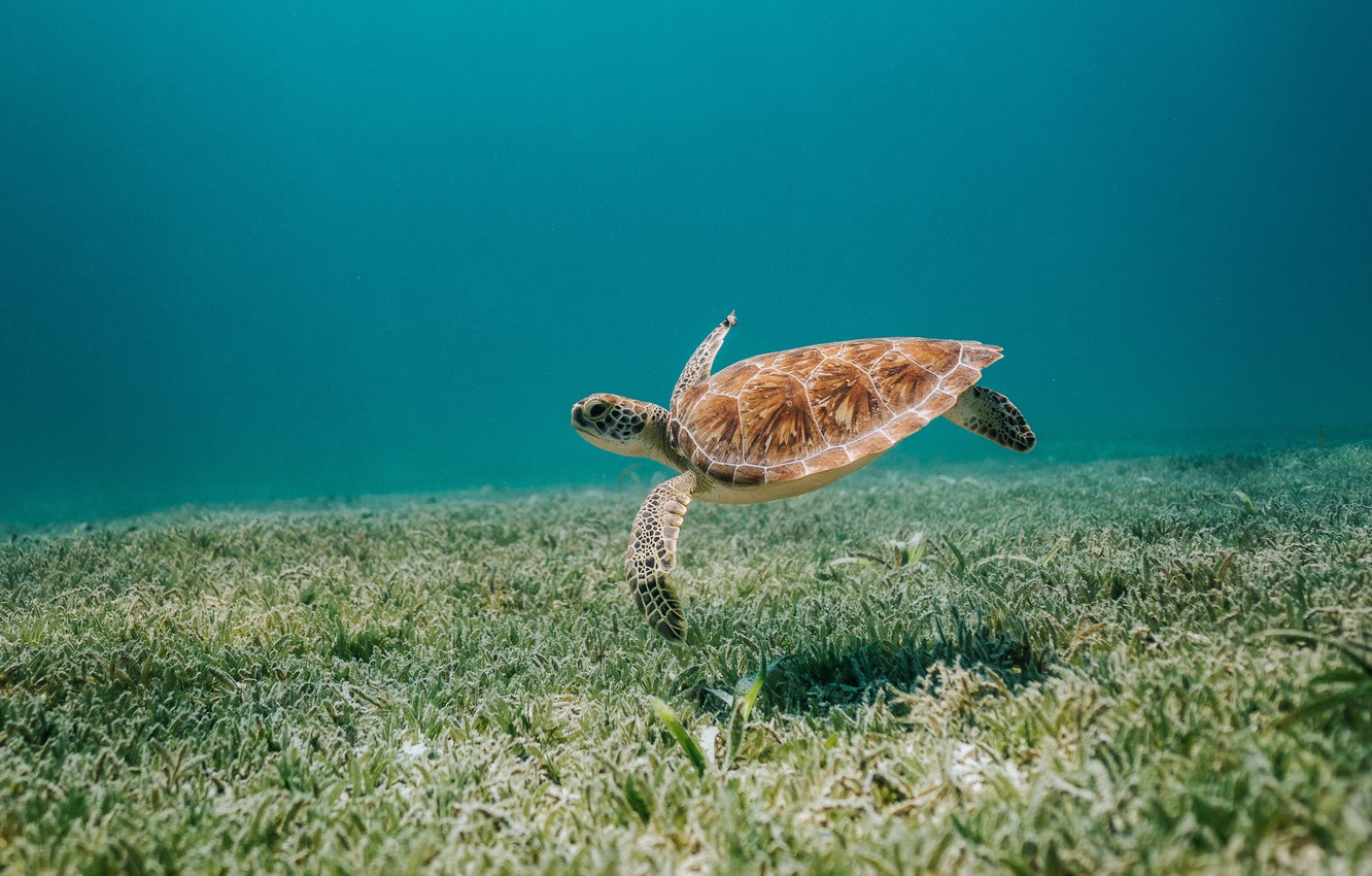 Photo Wallpaper Animals, Sea, Nature, Water, Bottom, - Turtle - HD Wallpaper 