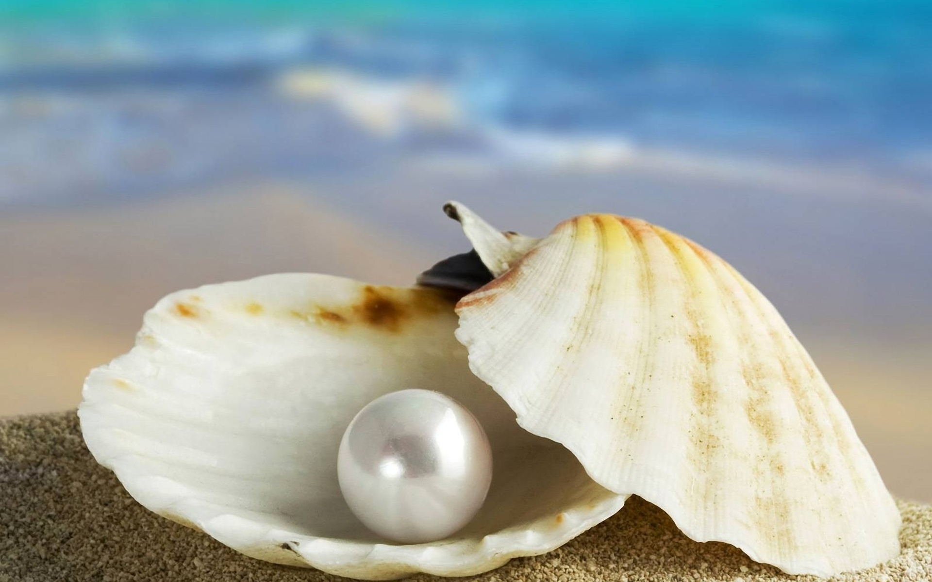 Seashell Wallpaper - HD Wallpaper 