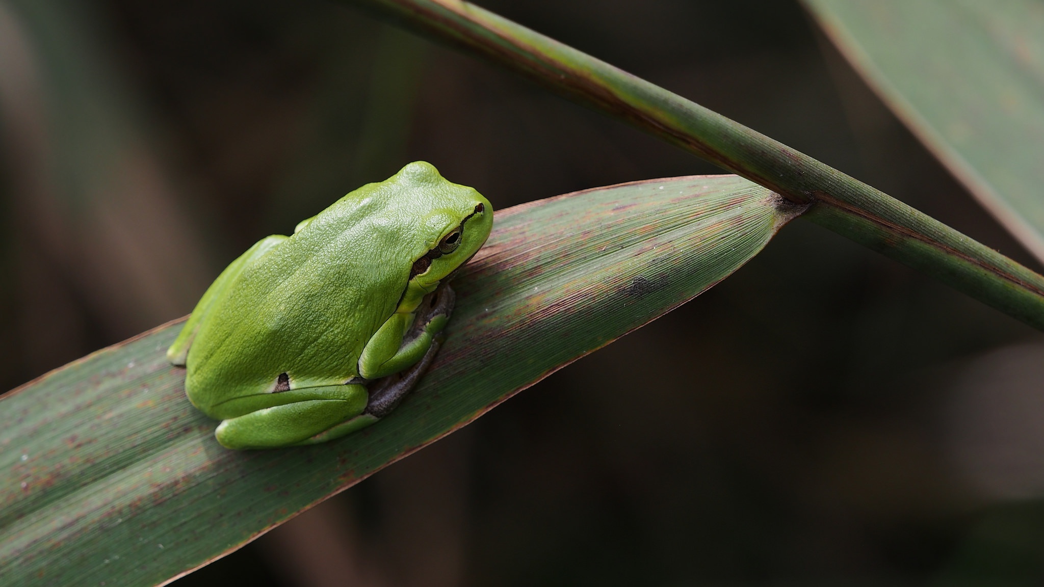 4k Wallpaper Frog - HD Wallpaper 