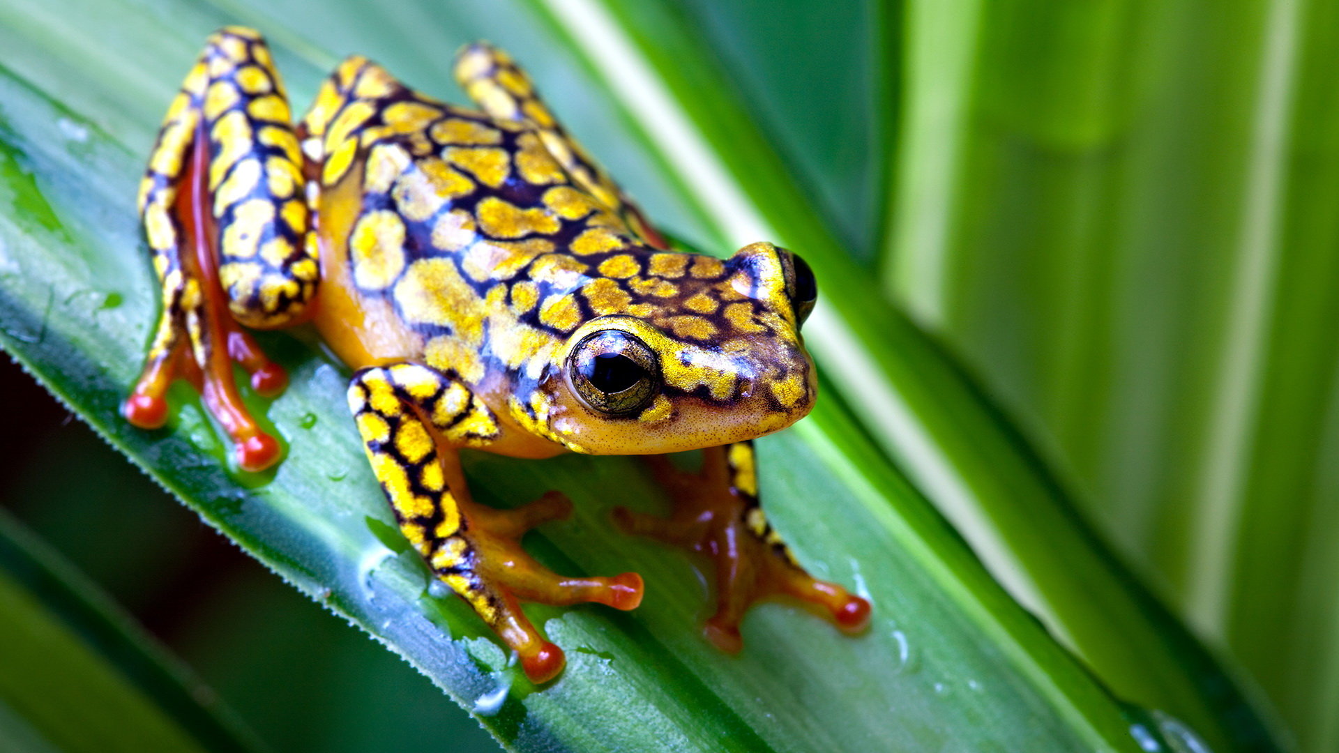 Awesome Poison Dart Frog Free Wallpaper Id - Poison Dart Frog Hd -  1920x1080 Wallpaper 