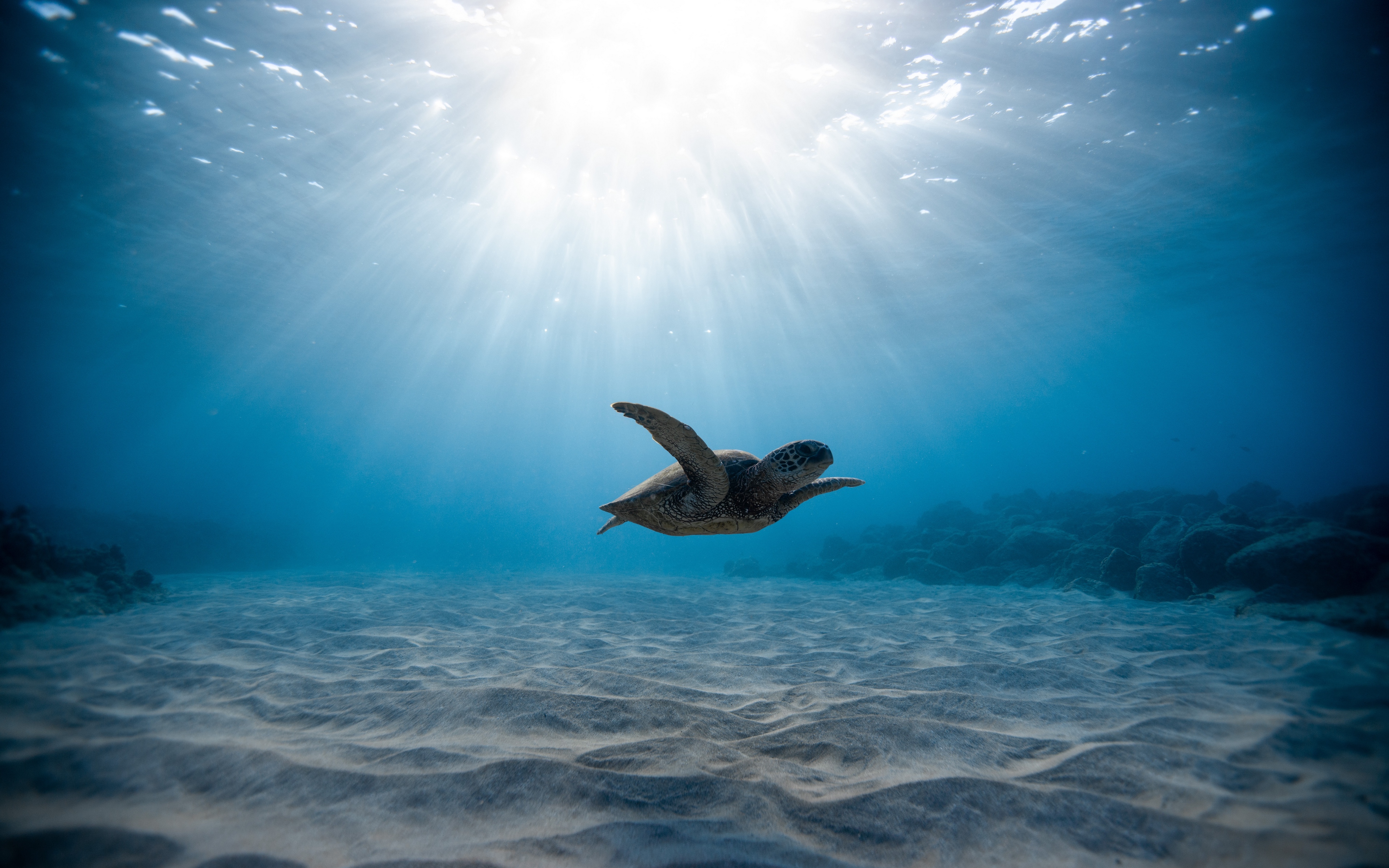 Wallpaper Sea Turtle, Turtle, Underwater World, Swimming - Underwater Sea Wallpaper 4k - HD Wallpaper 