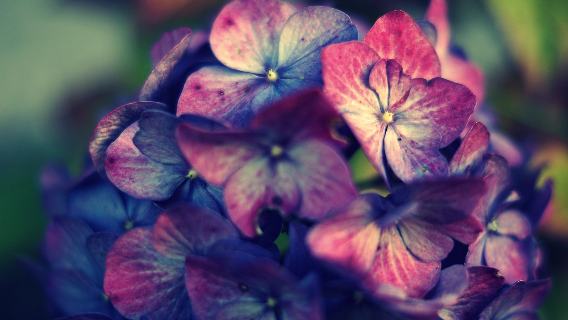 1920x1080, Pink, Purple, Hydrangea, Flowers Wallpapers - Hydrangea Hd - HD Wallpaper 