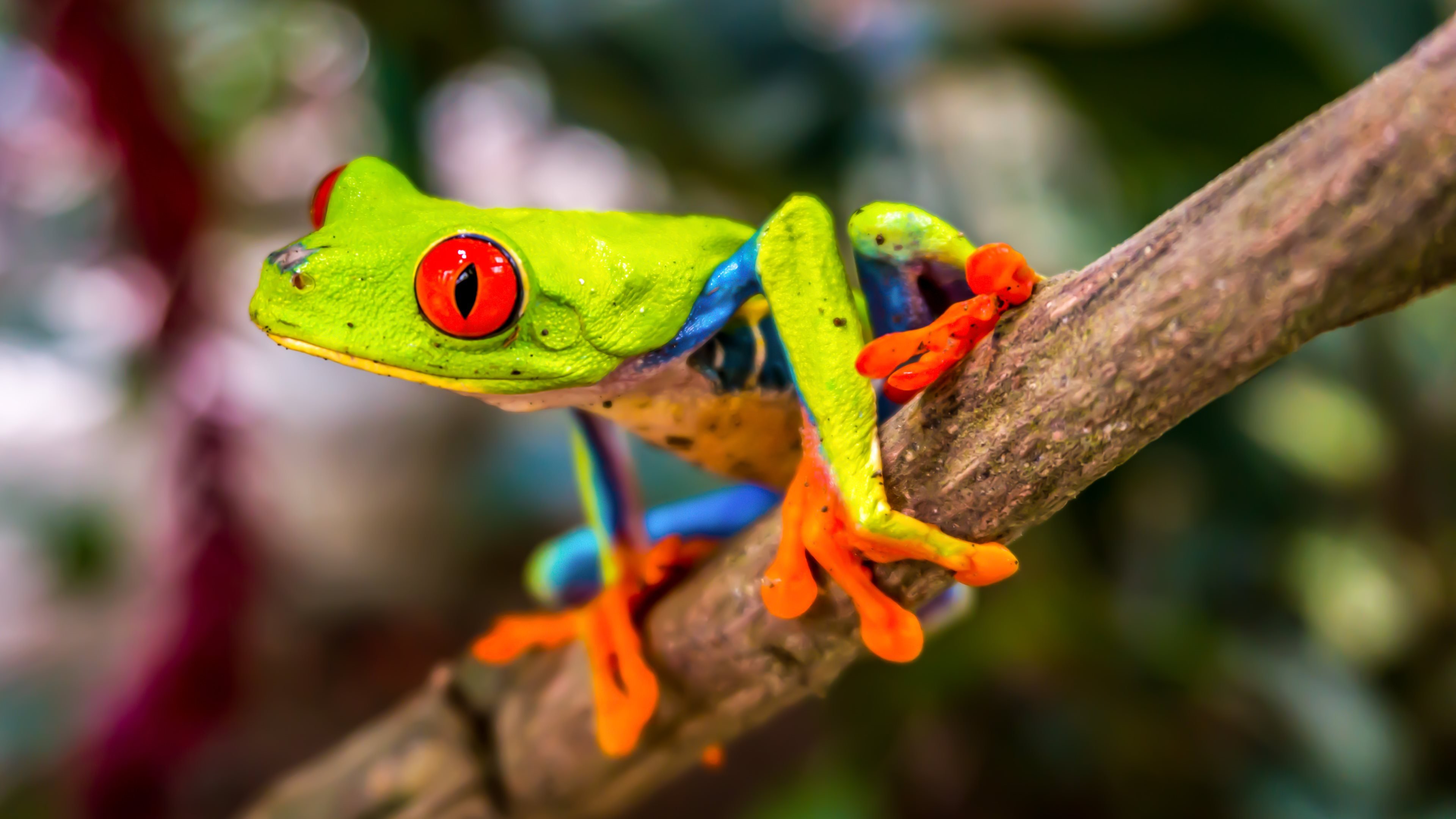 Beautiful Tree Frog Wallpaper - 4k Wallpaper Frog - HD Wallpaper 