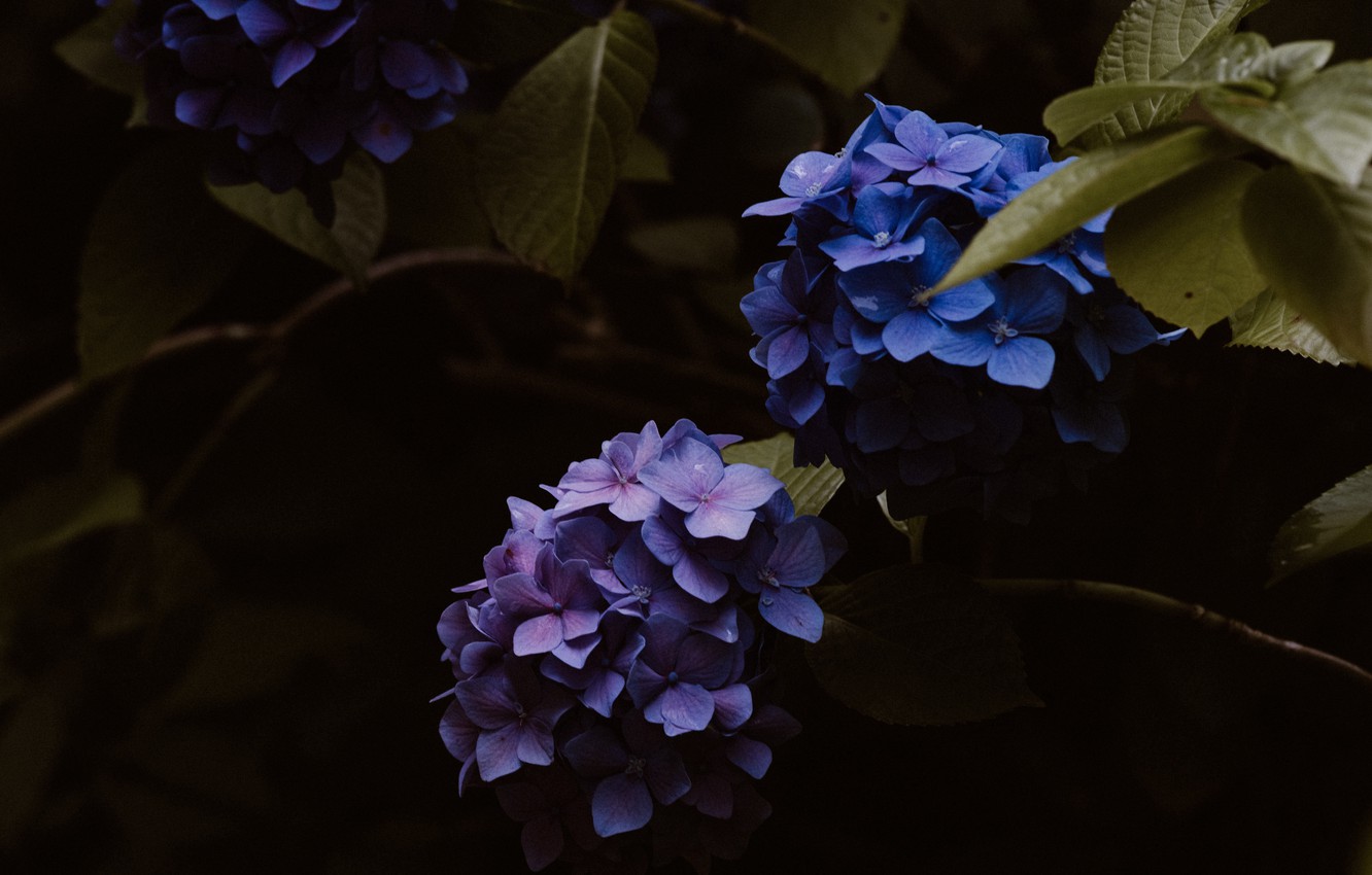 Photo Wallpaper Wallpaper, Blue, Flowers, Flowering, - Beautiful Flowers - HD Wallpaper 