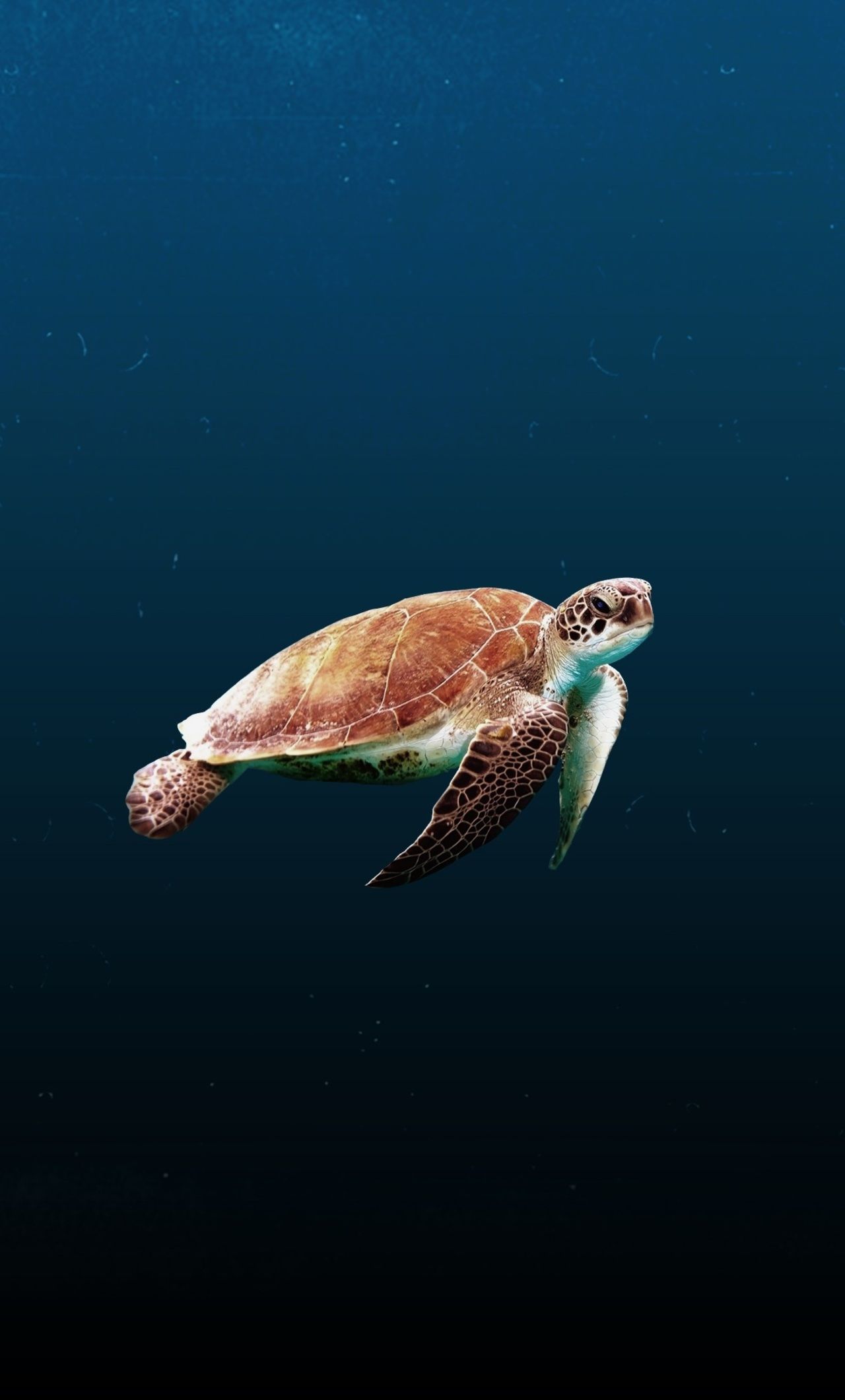 Sea Turtle Iphone 6 Hd 4k Wallpapers, Images, Backgrounds - Sea Turtle Wallpaper Iphone - HD Wallpaper 