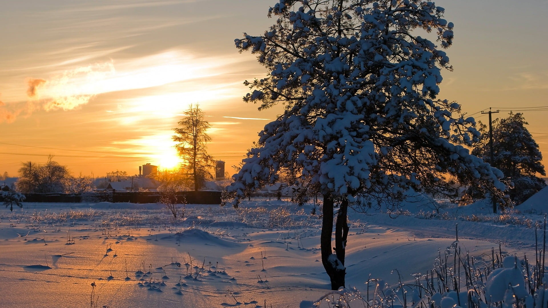 Winter Tree At Sunset Hd Wallpapers And Images New - Wallpaper - HD Wallpaper 