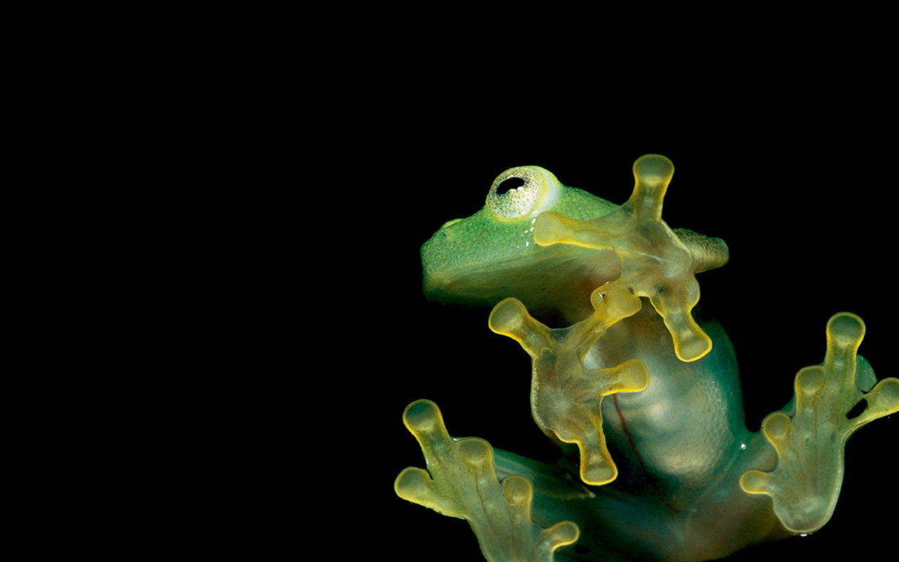 Hd Frog - HD Wallpaper 