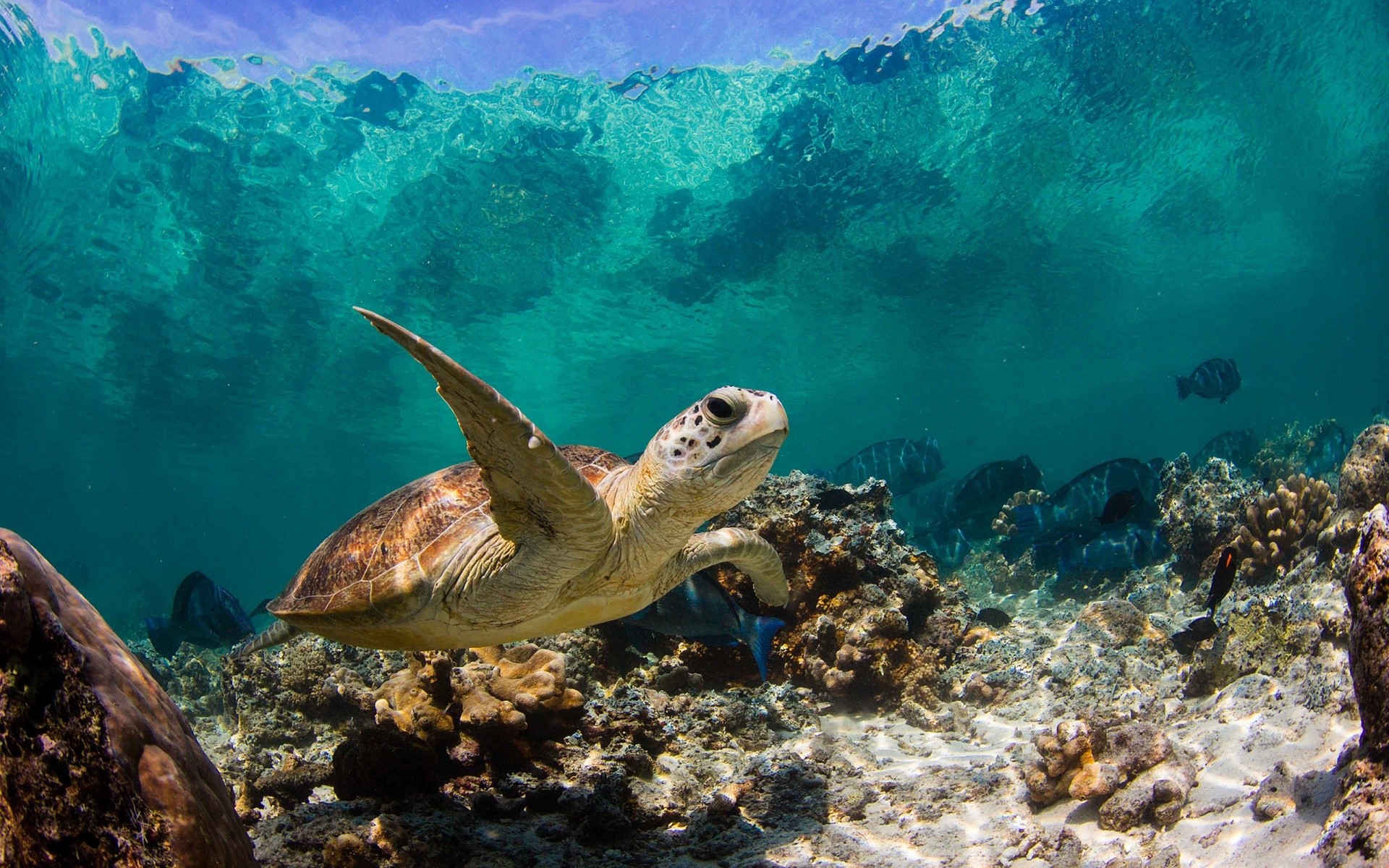 Sea Turtle Macbook Background - HD Wallpaper 