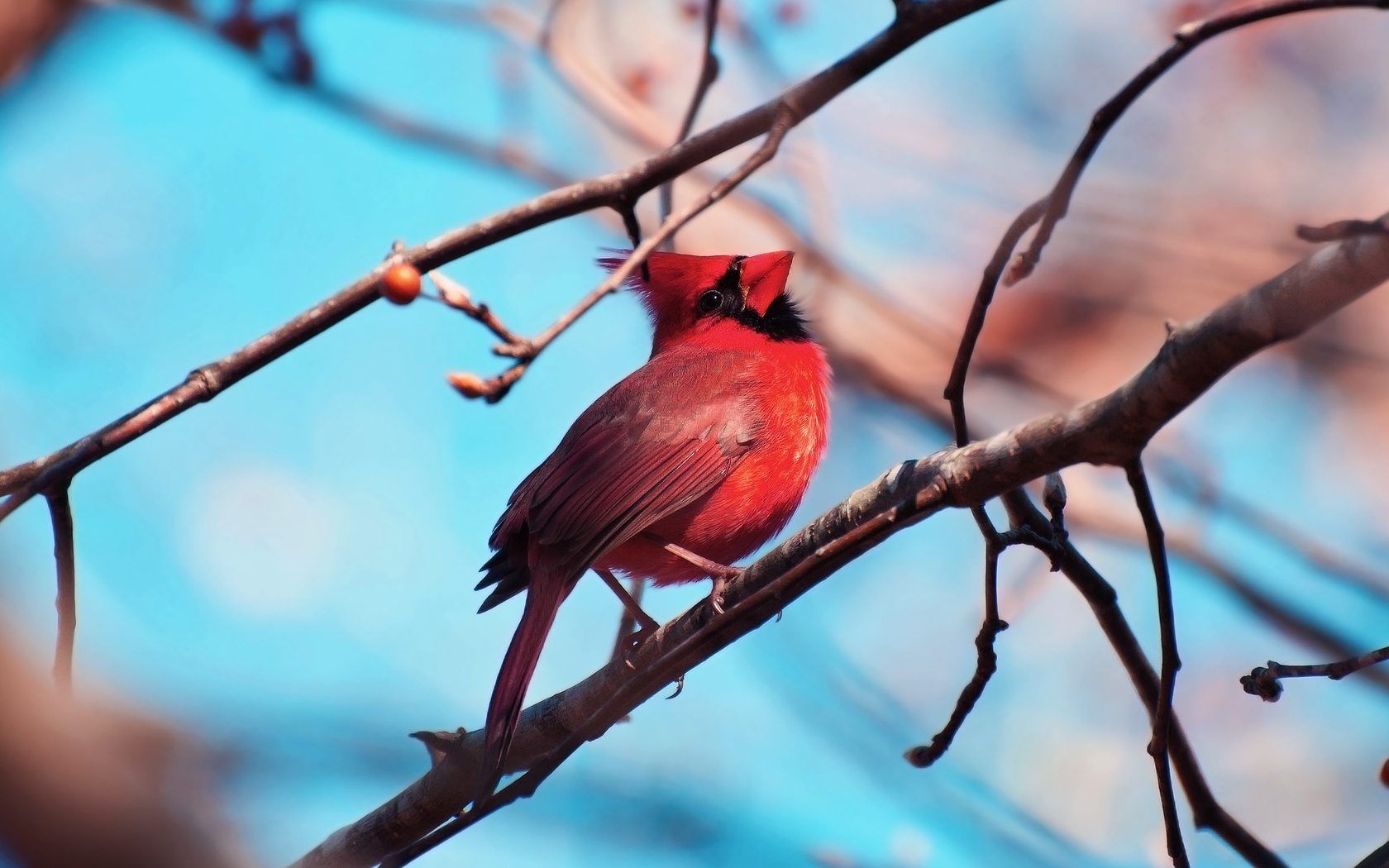 Red Cardinal Bird Wallpaper In Resolution - Bird Wallpaper Cardinals - HD Wallpaper 