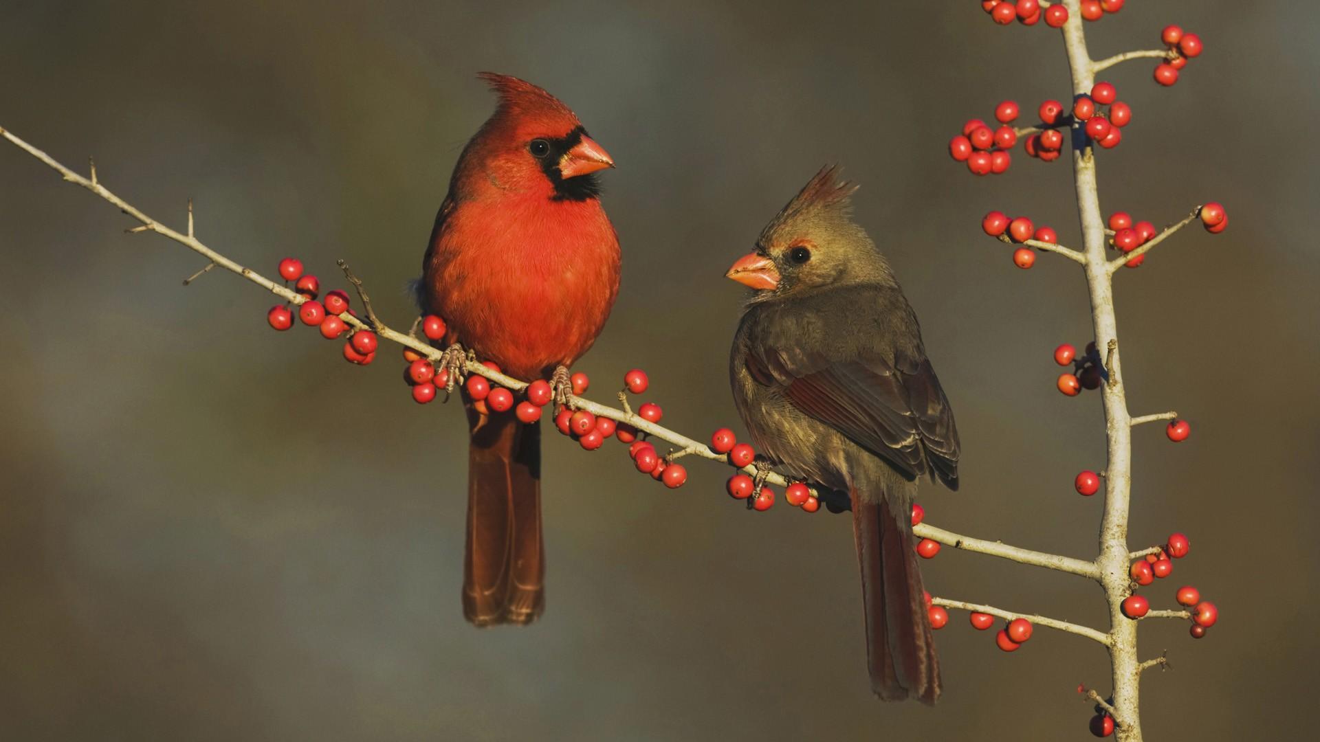 Free Download 45 Cardinal 100% Quality Hd Wallpapers - Cardinals In Winter Background - HD Wallpaper 