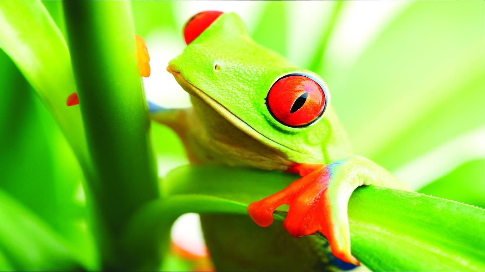 Tree Frog Wallpaper Hd - Green Tree Frog Hd - HD Wallpaper 