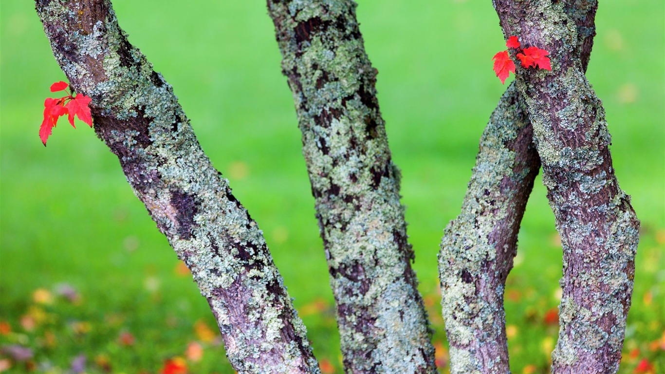 Hosting Lichens-plant Hd Wallpaper2014 - Georgia Pine - HD Wallpaper 