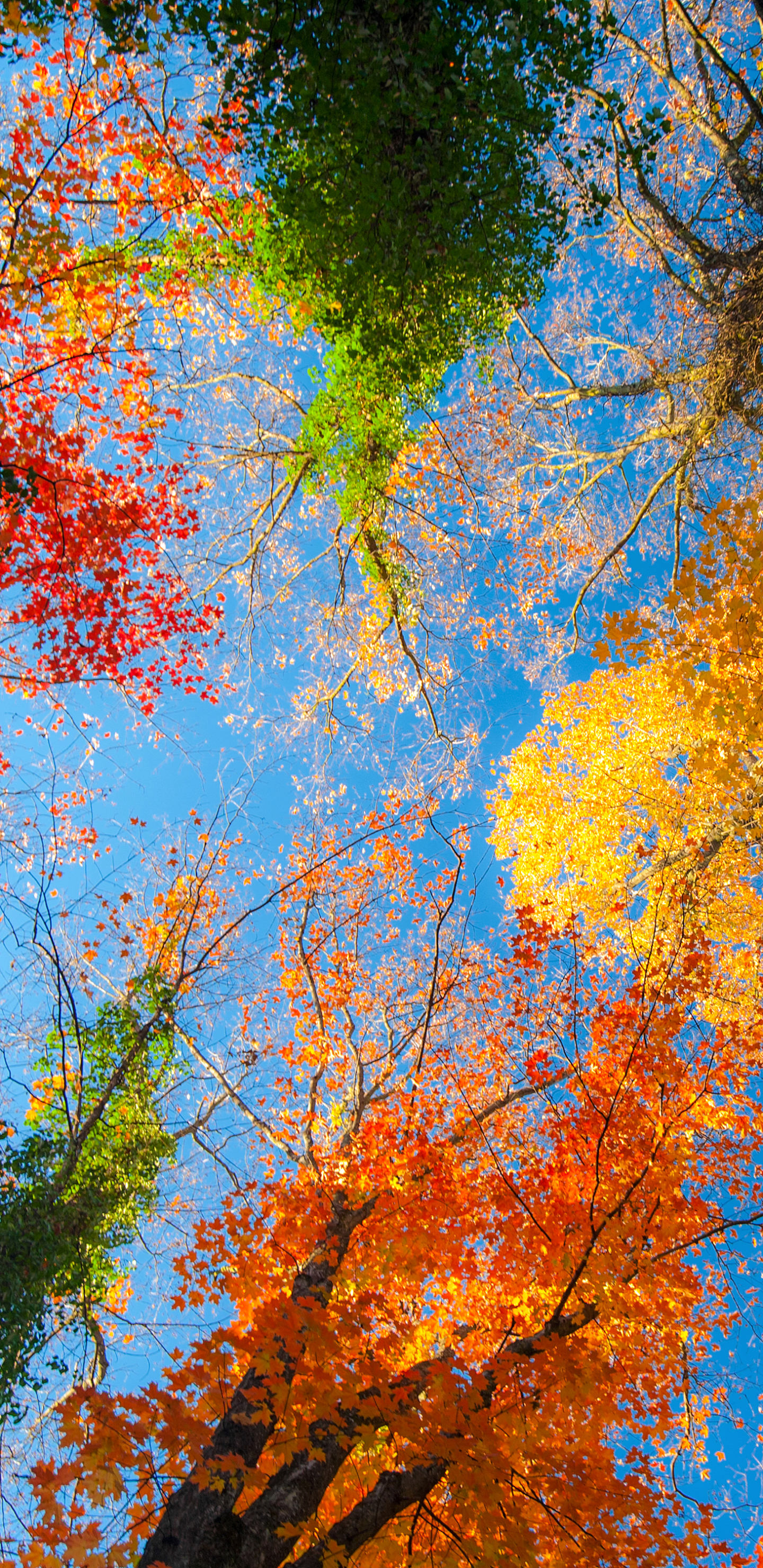 Iphone Wallpaper Autumn - HD Wallpaper 