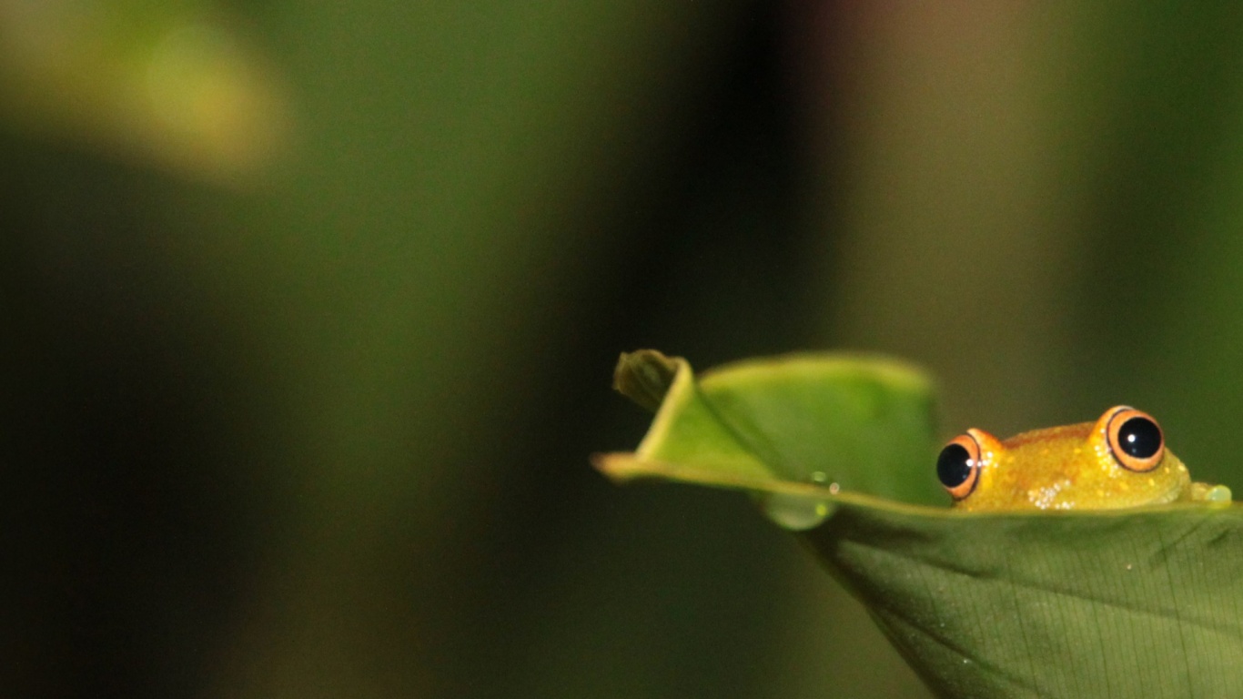 Desktop Background Frog - HD Wallpaper 