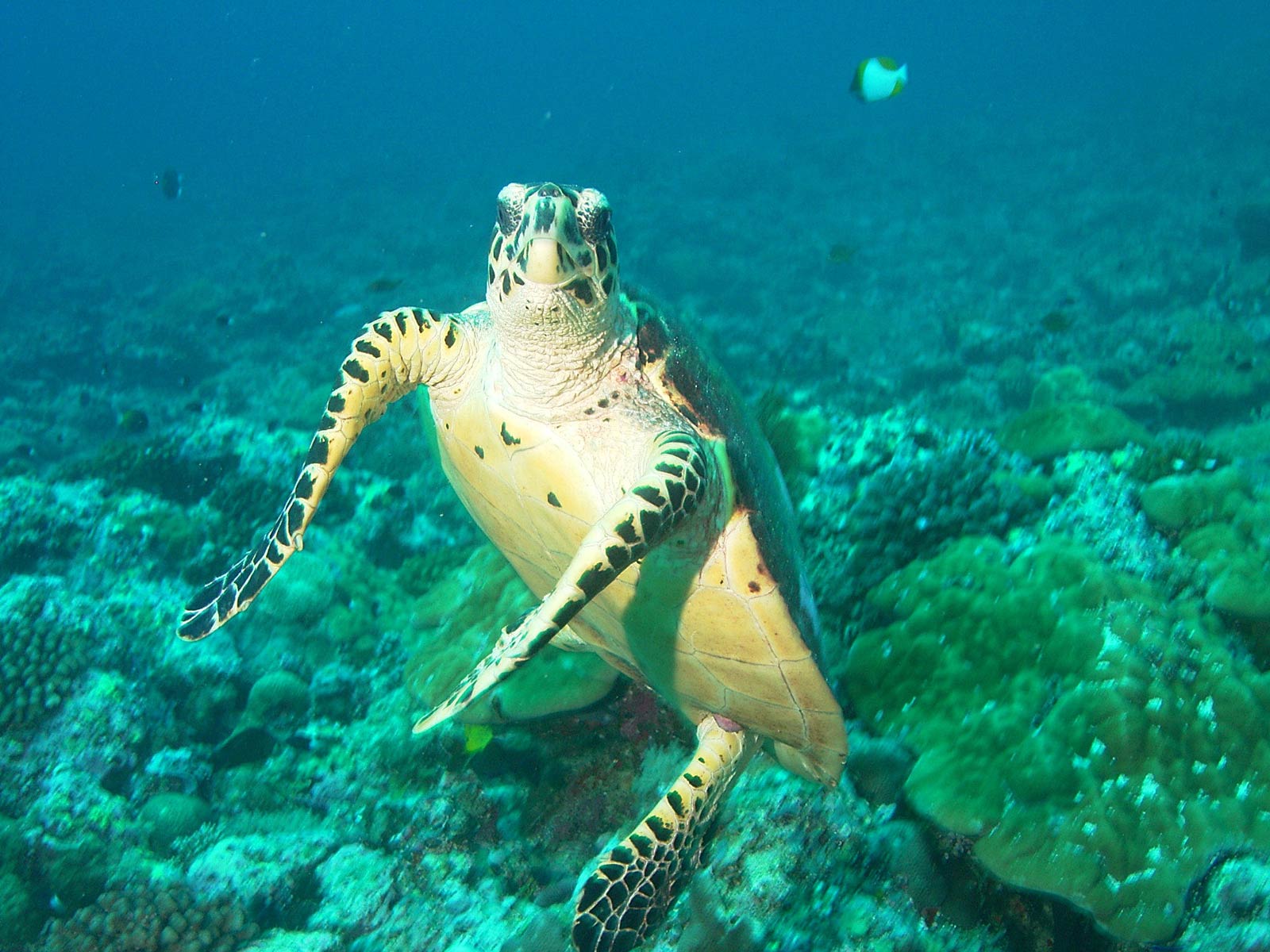 Free Sea Turtle Wallpaper Wallpapers Download - Psymmetrix And Other Animals - HD Wallpaper 