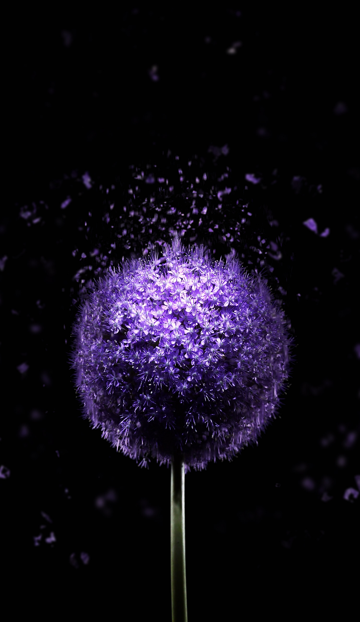 Violet Wallpaper - HD Wallpaper 