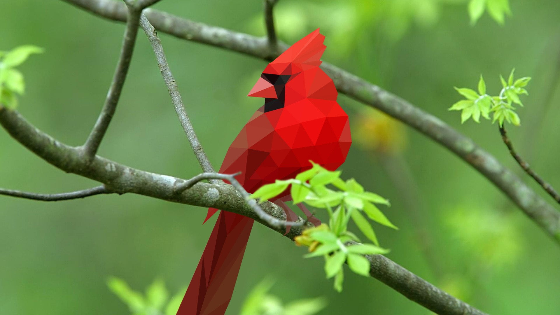 Birds In High Resolution - HD Wallpaper 