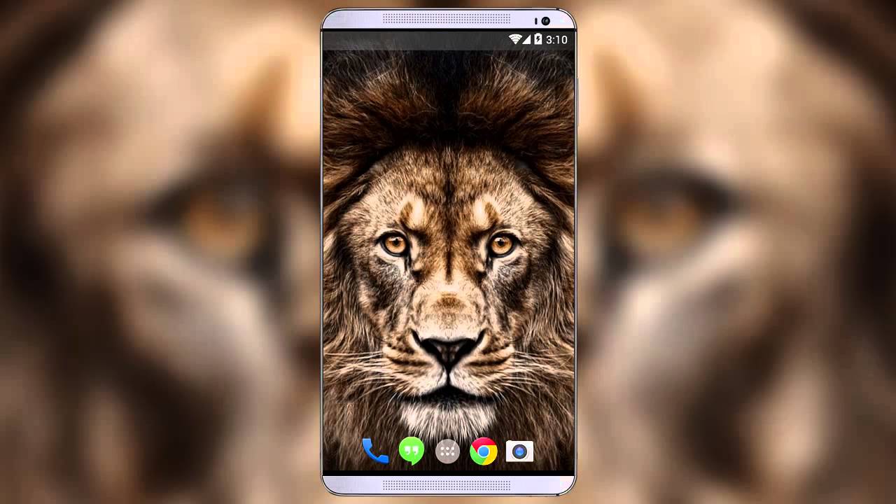 Best Wallpaper Lion 3d - HD Wallpaper 