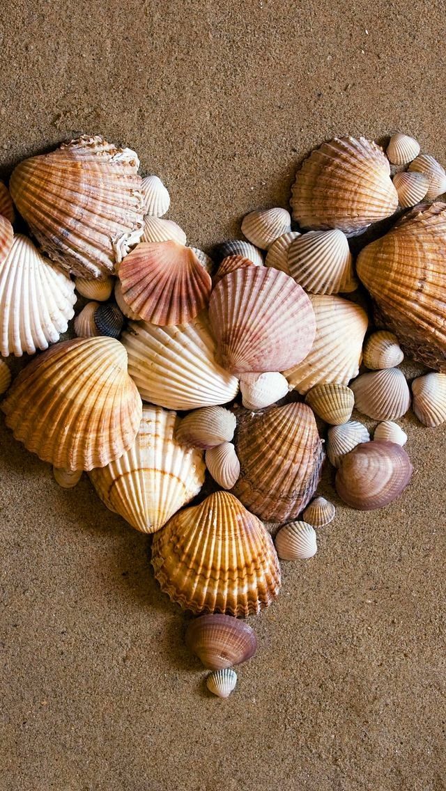 Sea Shell Wallpaper Iphone - HD Wallpaper 