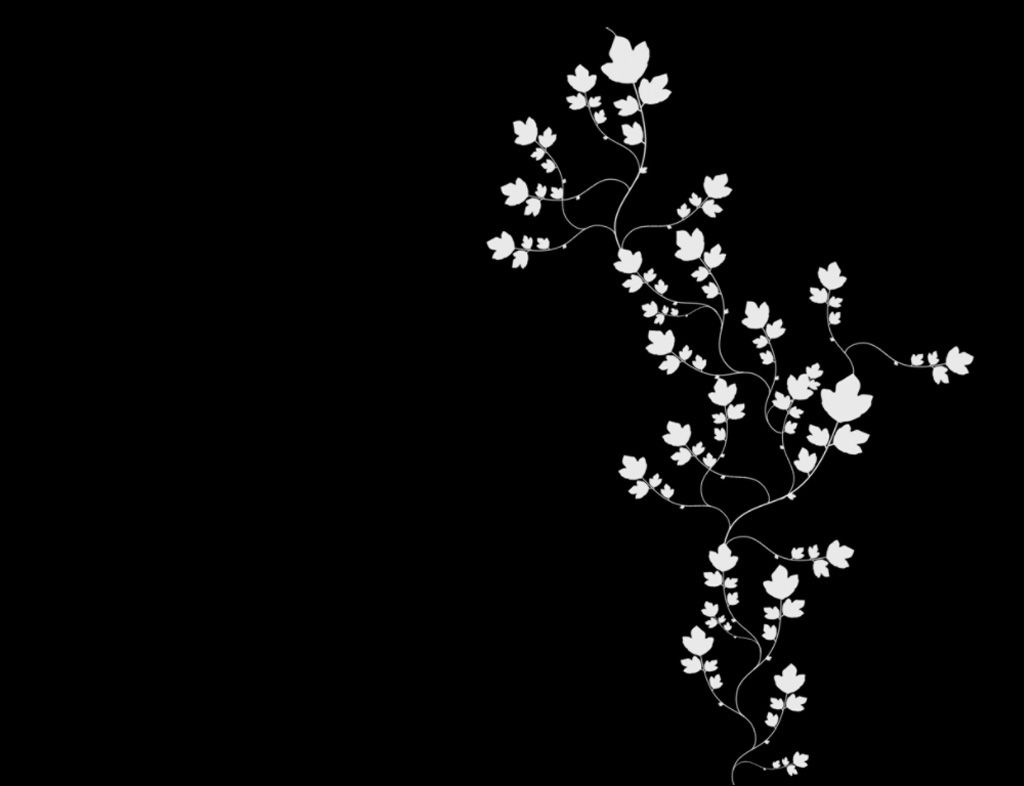 Beautiful Black Background - White Flowers Black Background - HD Wallpaper 