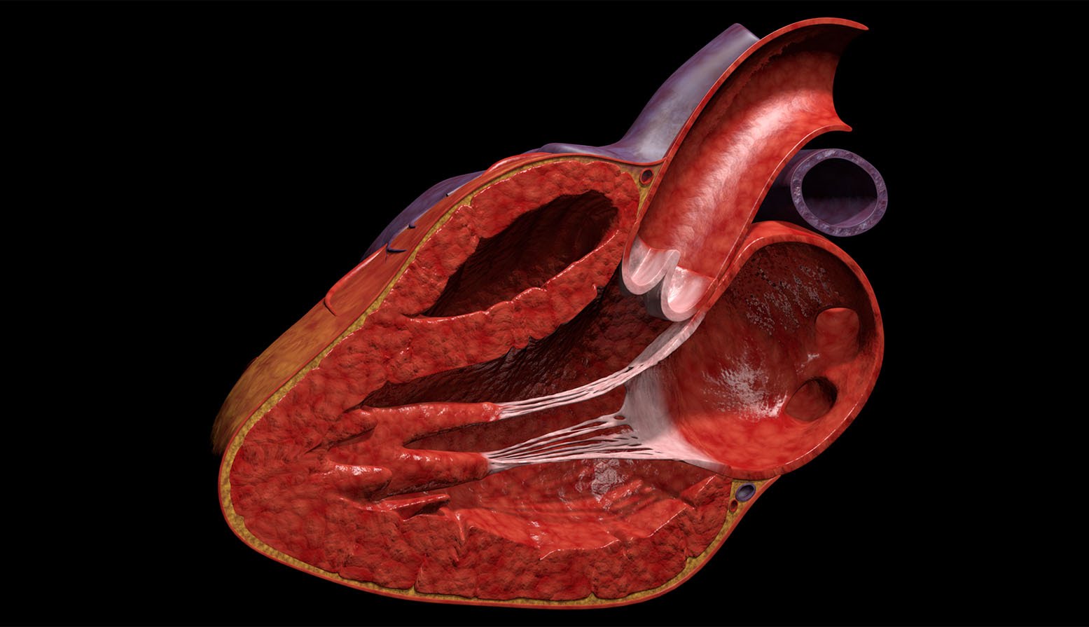 Wallpaper High Quality - 3 D Human Heart - 1555x895 Wallpaper Wallpaper High Quality - 3 D Human Heart - 1555x895 Wallpaper