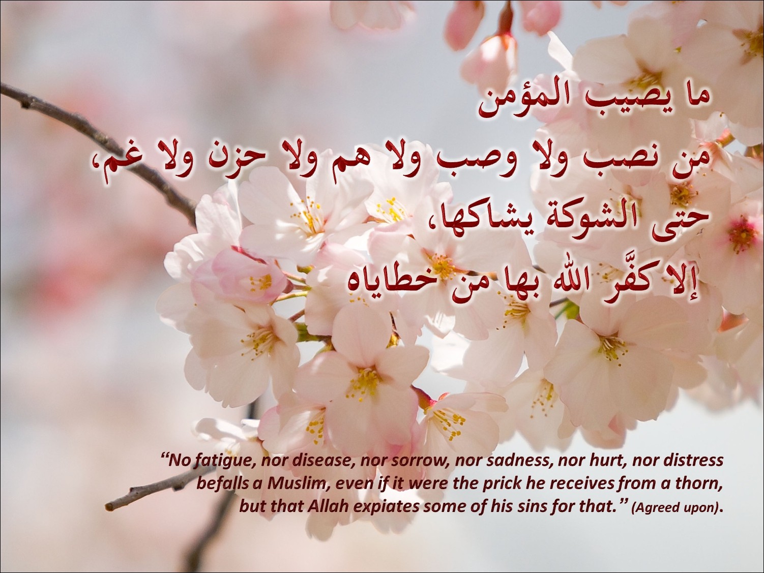 Amazing Spring Flowers - HD Wallpaper 