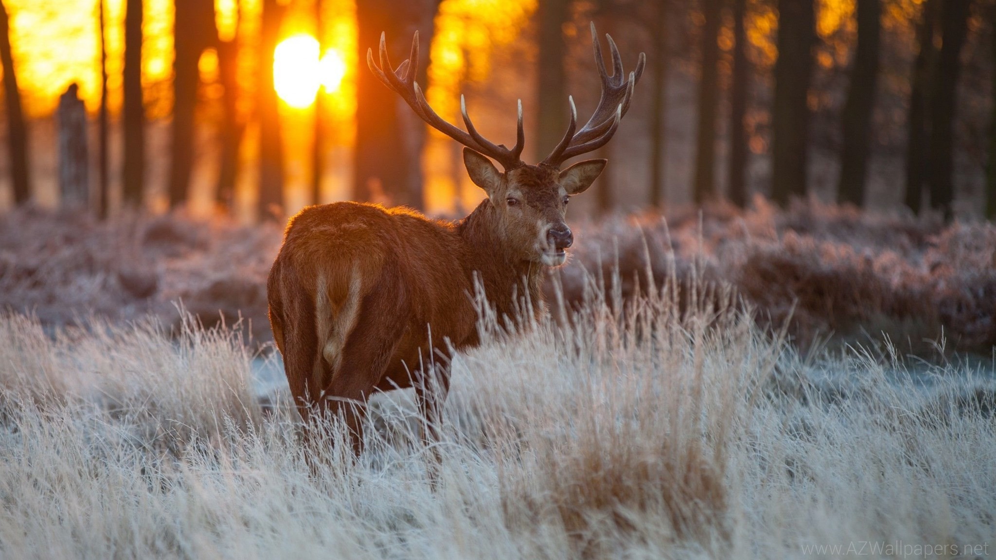 Download Free Whitetail Deer Backgrounds X Pic Hwb23262 Deer Desktop Background 1024x576 Wallpaper Teahub Io