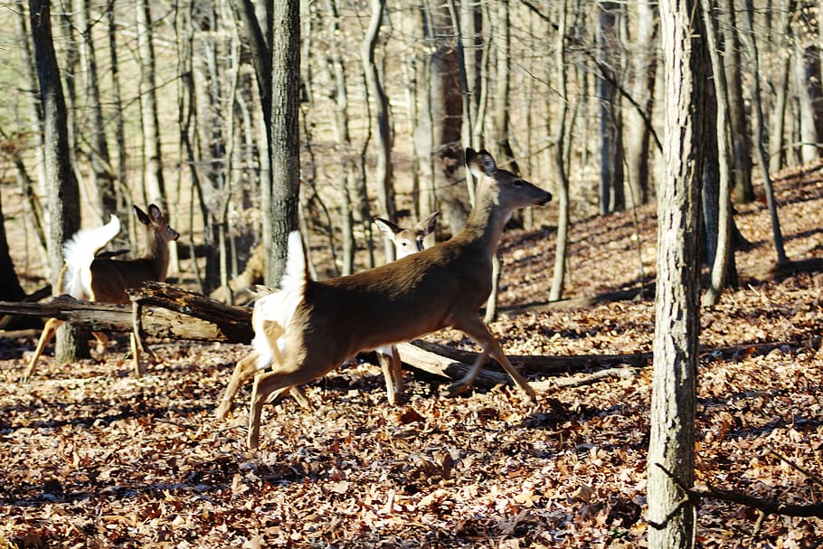 United States, North Potomac, Animals, Forest, Whitetail - HD Wallpaper 