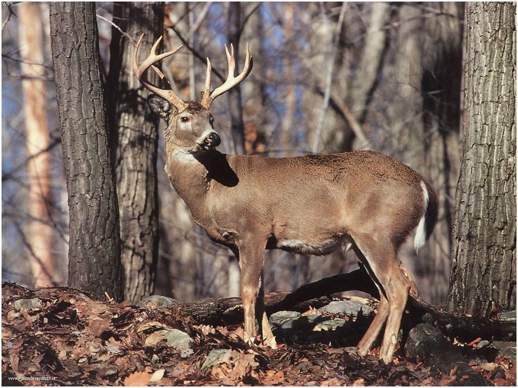 Free Whitetail Deer Wallpapers - 1024x768 Wallpaper Free Whitetail Deer Wallpapers - 1024x768 Wallpaper
