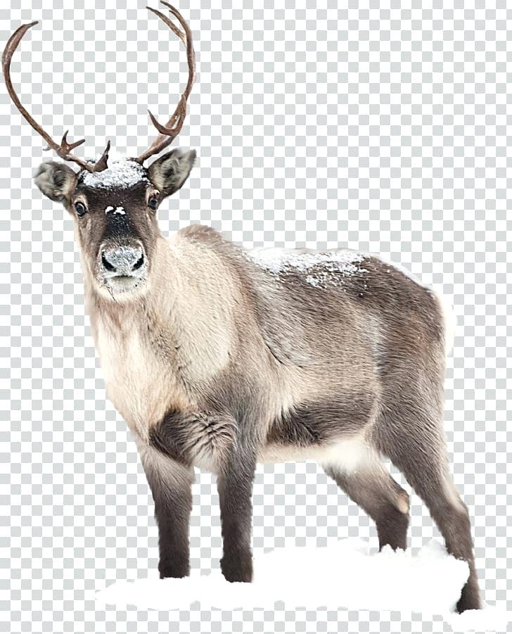 Deer With Flowers In Antlers Desktop Wallpaper Reindeer - HD Wallpaper 