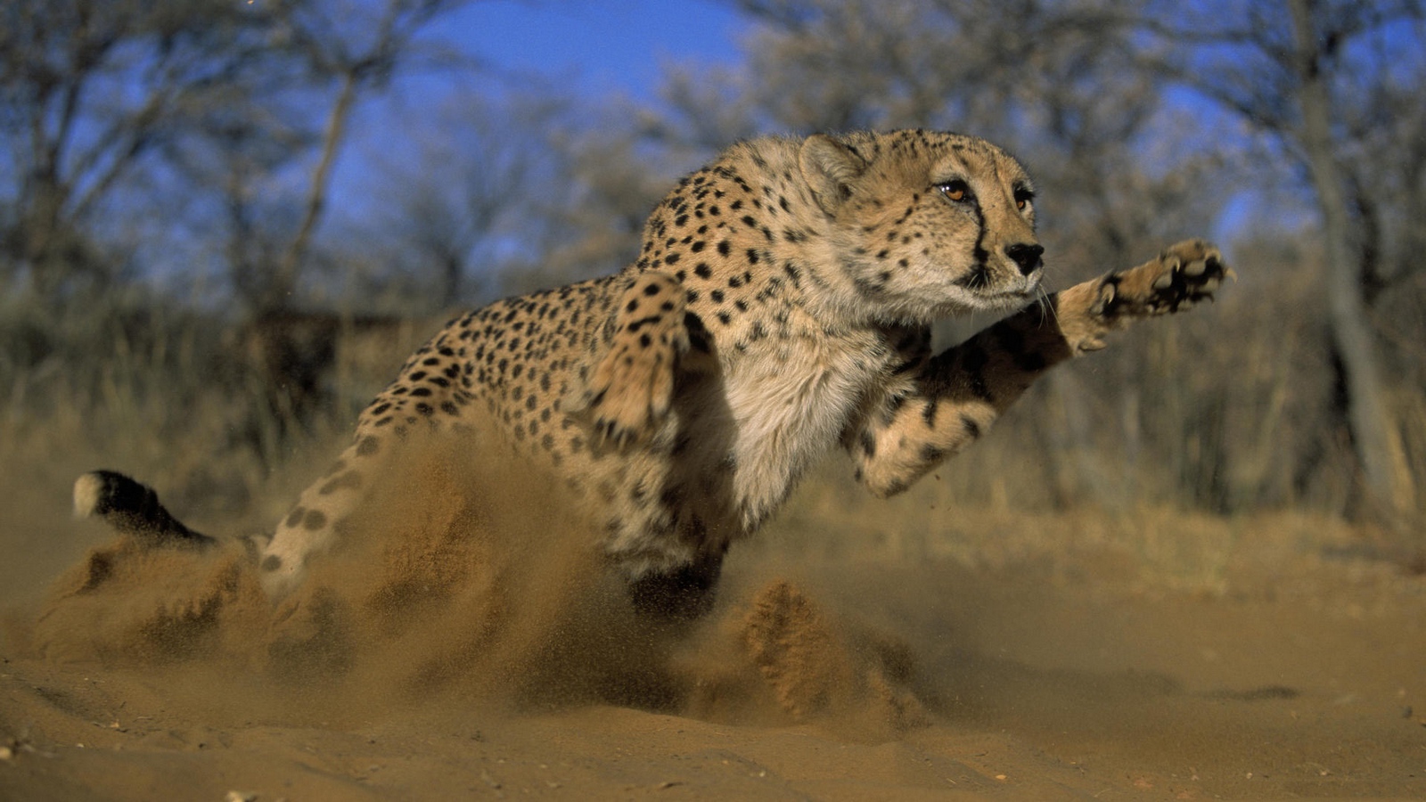 Wallpaper Cheetah, Jump, Run, Field, Grass, Dust - Cheetah Law - HD Wallpaper 