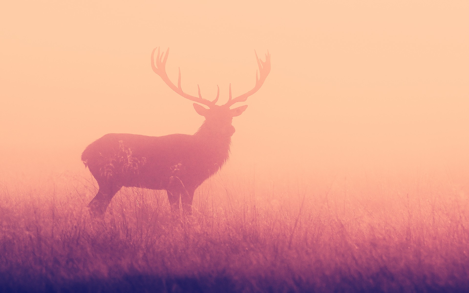 Awesome Deer Hd Wallpaper Pack 51 - HD Wallpaper 
