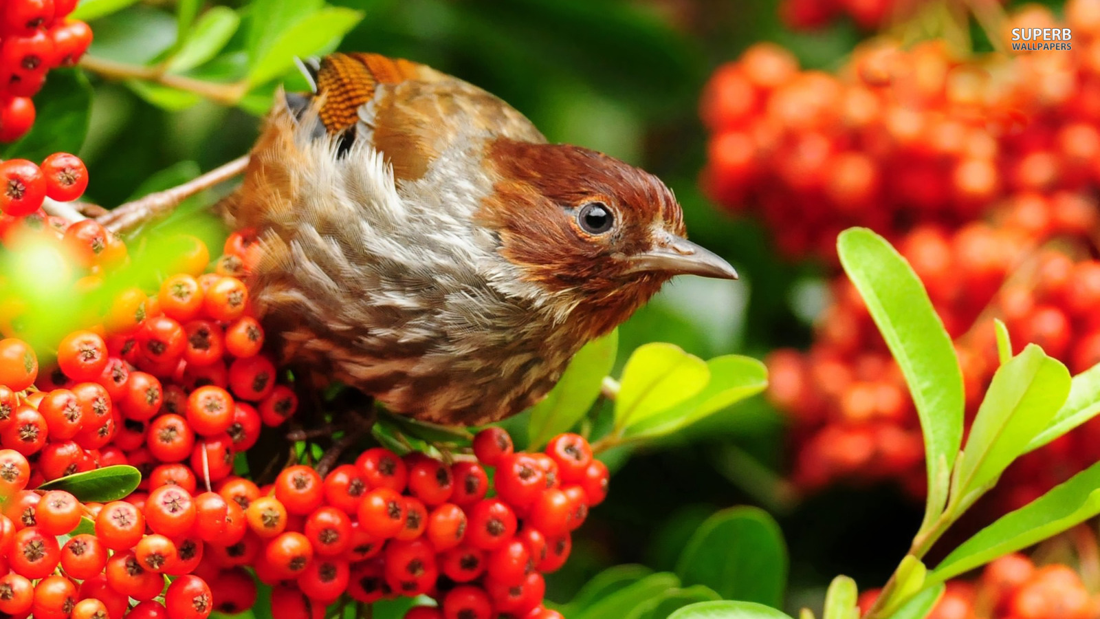 Warbler - Birds In Autumn Nature - HD Wallpaper 
