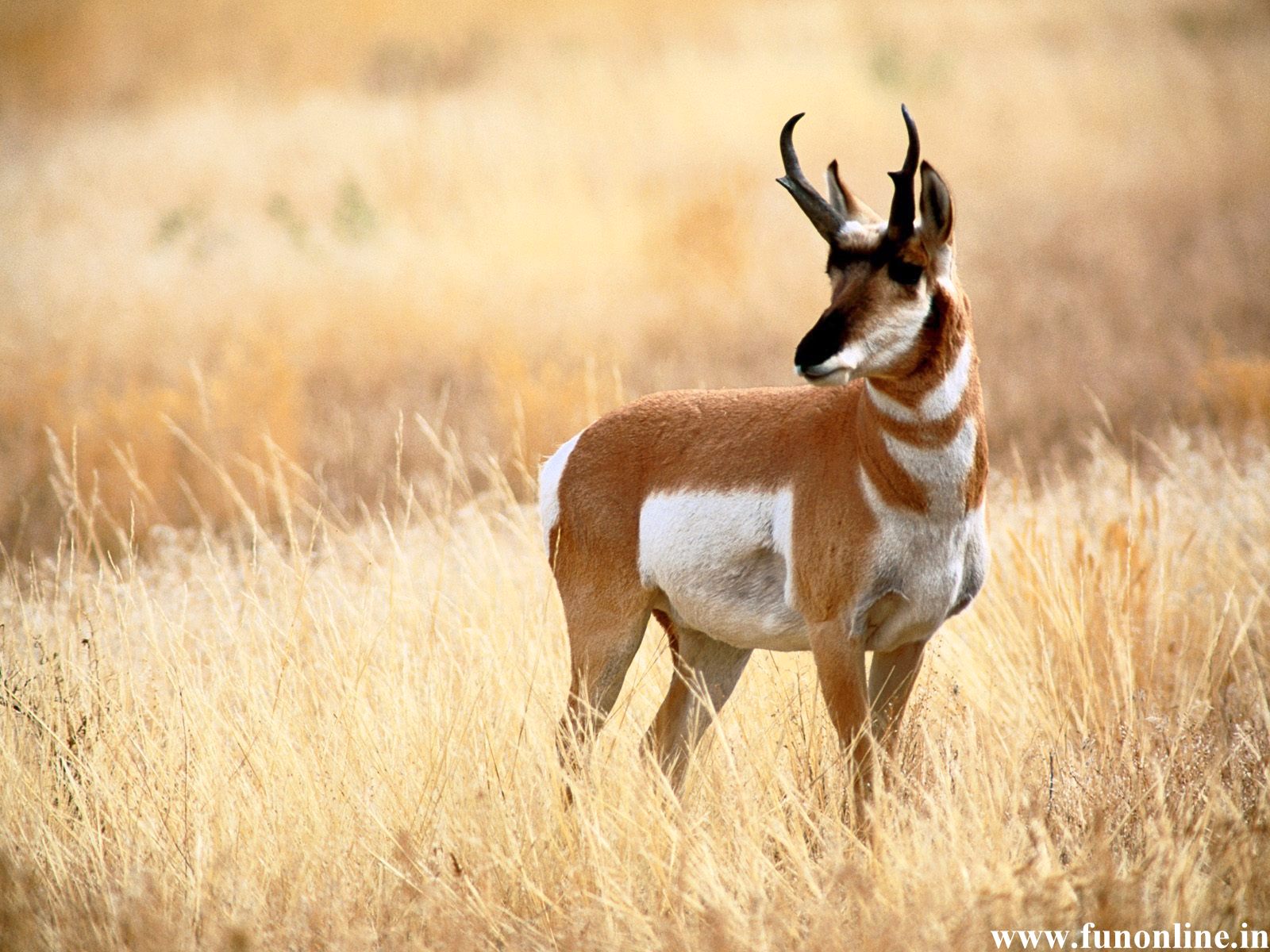 Deer Wallpapers, Download Free Beautiful Deer Wallpapers - HD Wallpaper 