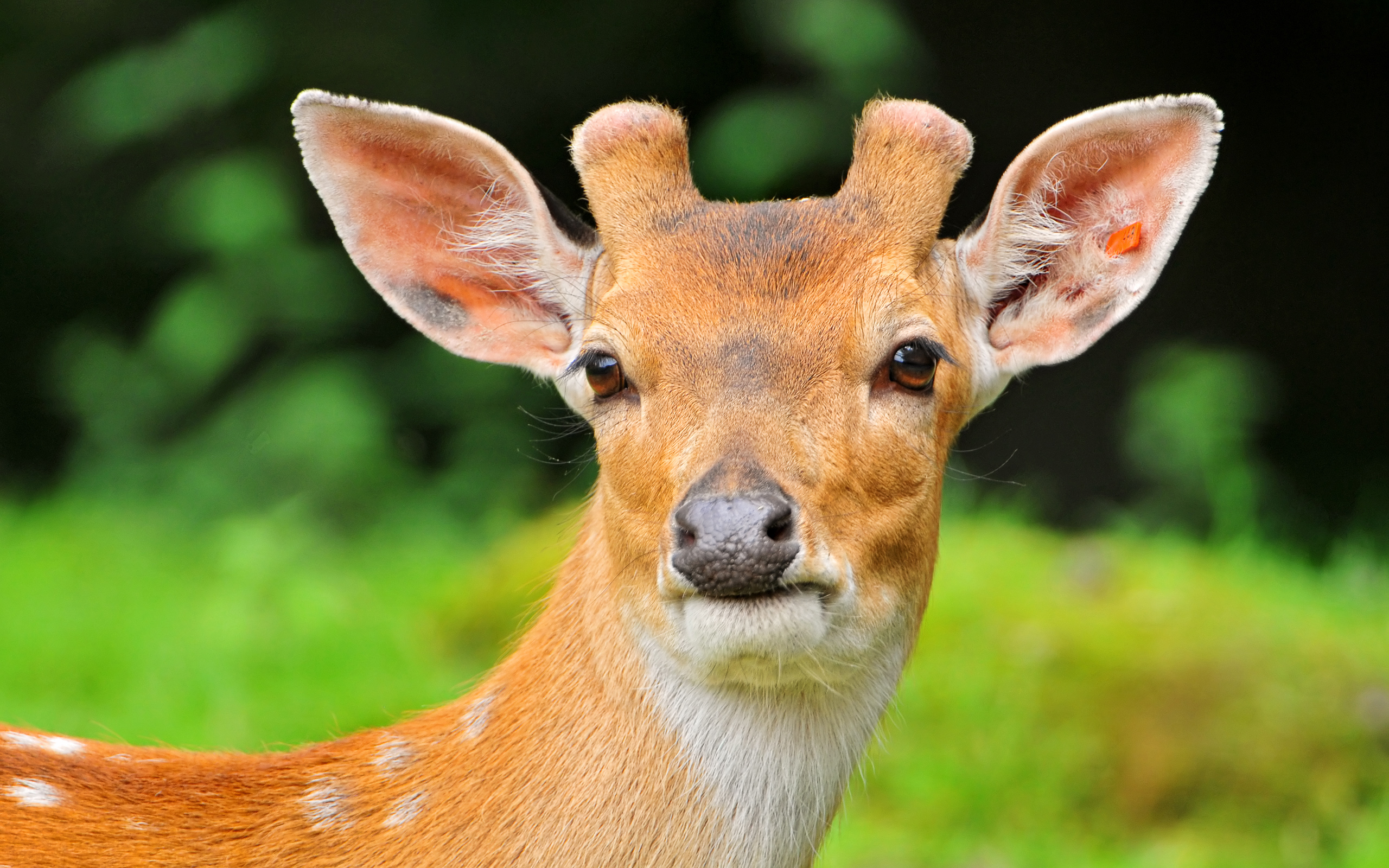 Desktop Wallpapers Free Deer - Male Deer Hd - HD Wallpaper 