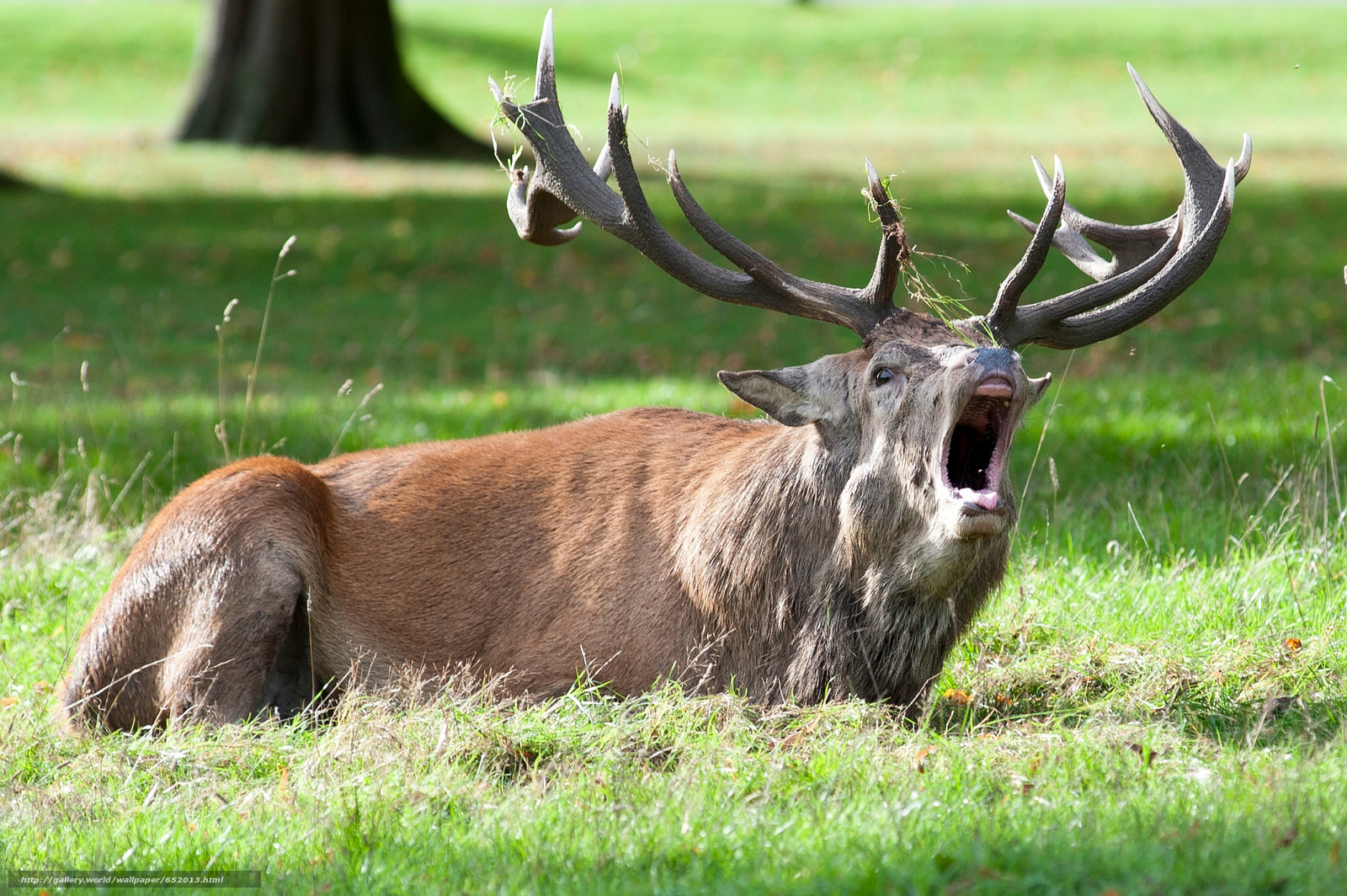 Download Wallpaper Deer, Deer, Animals, Artiodactyls - Tapety Na Pulpit Jeleń - HD Wallpaper 