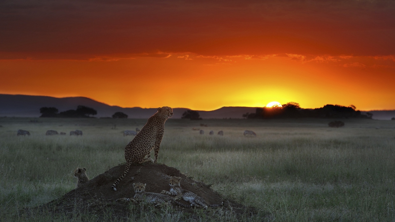 Wallpaper Cheetah, Elevation, Sitting, Sunset, Grass, - Cheetah Horizon - HD Wallpaper 