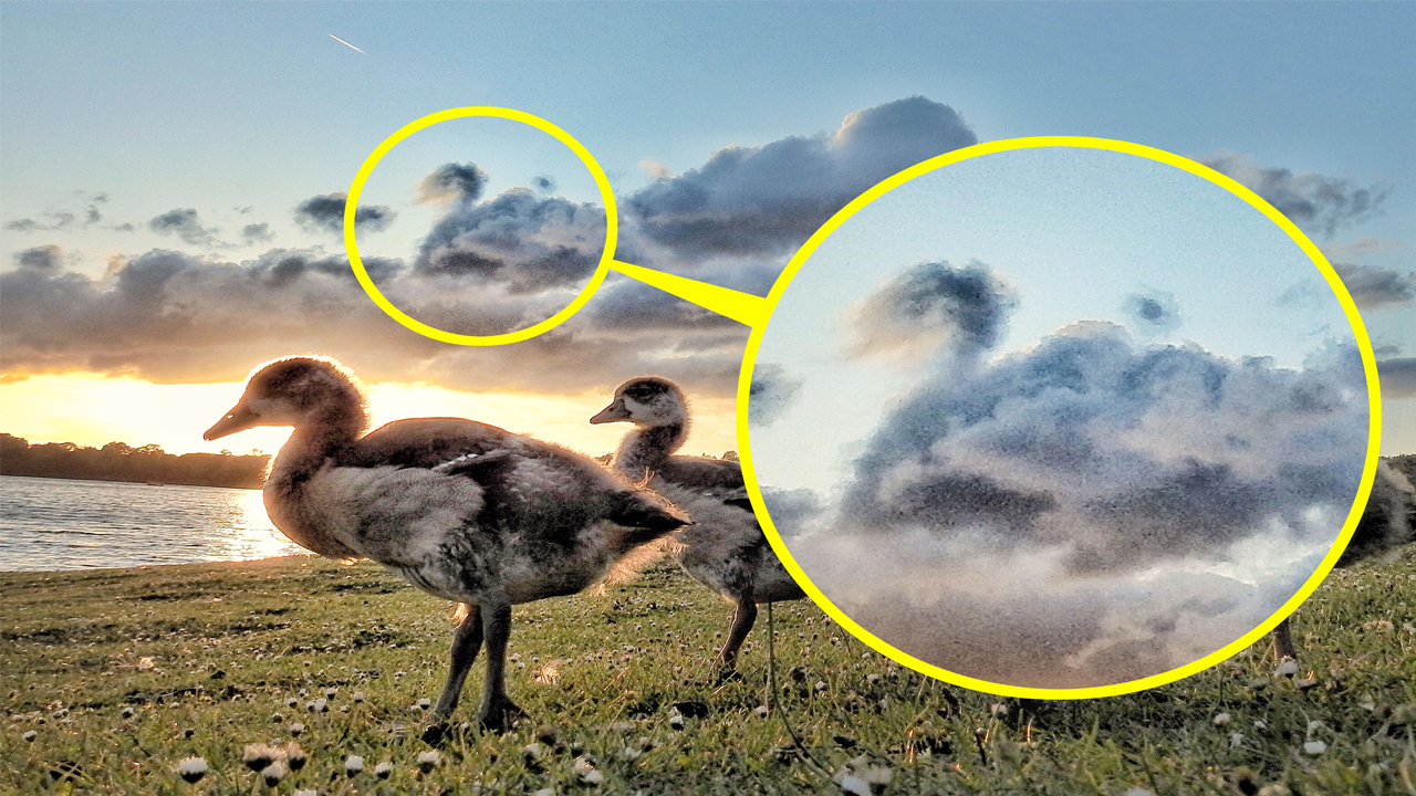 Latest Hd Wallpapers Free Download Smileandspeak - Waterfowl - HD Wallpaper 