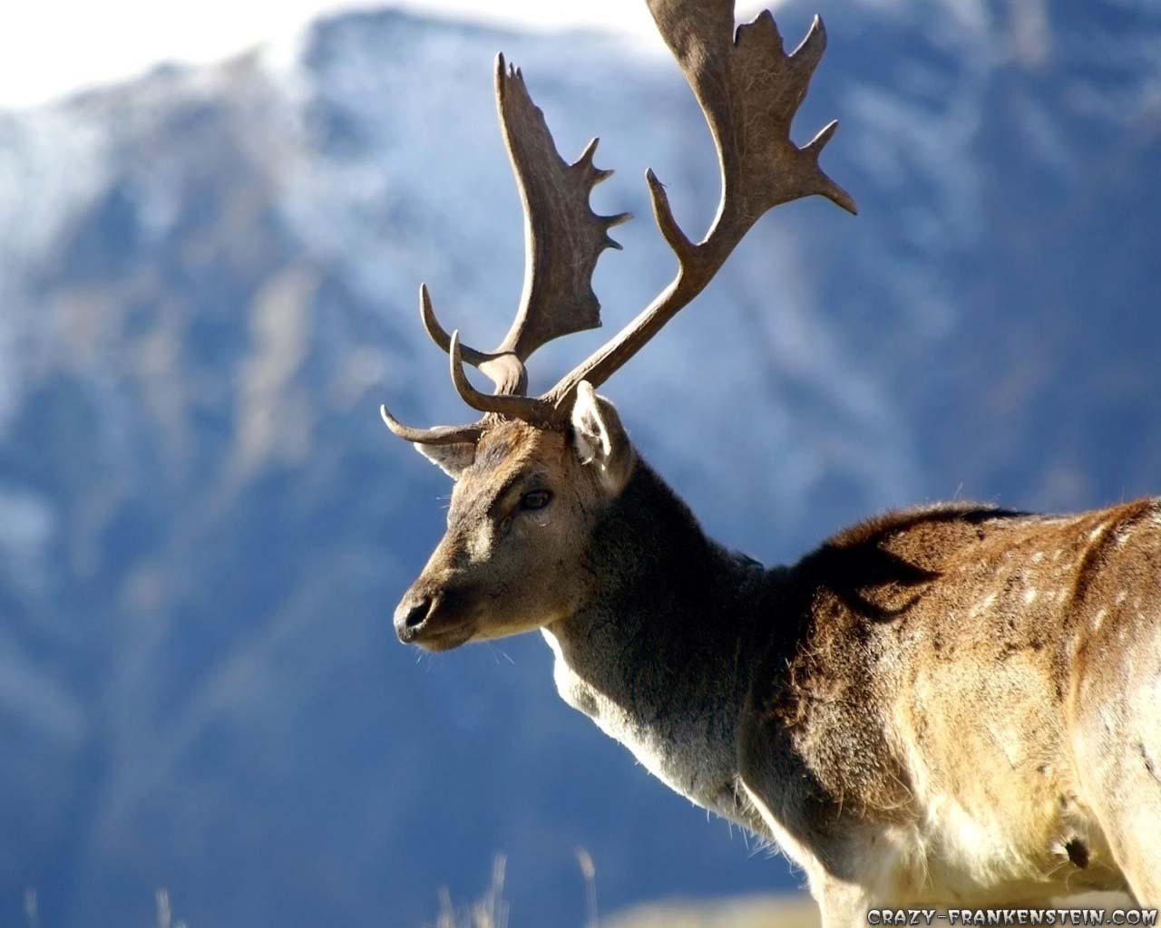 Animal Wallpaper Deer - HD Wallpaper 