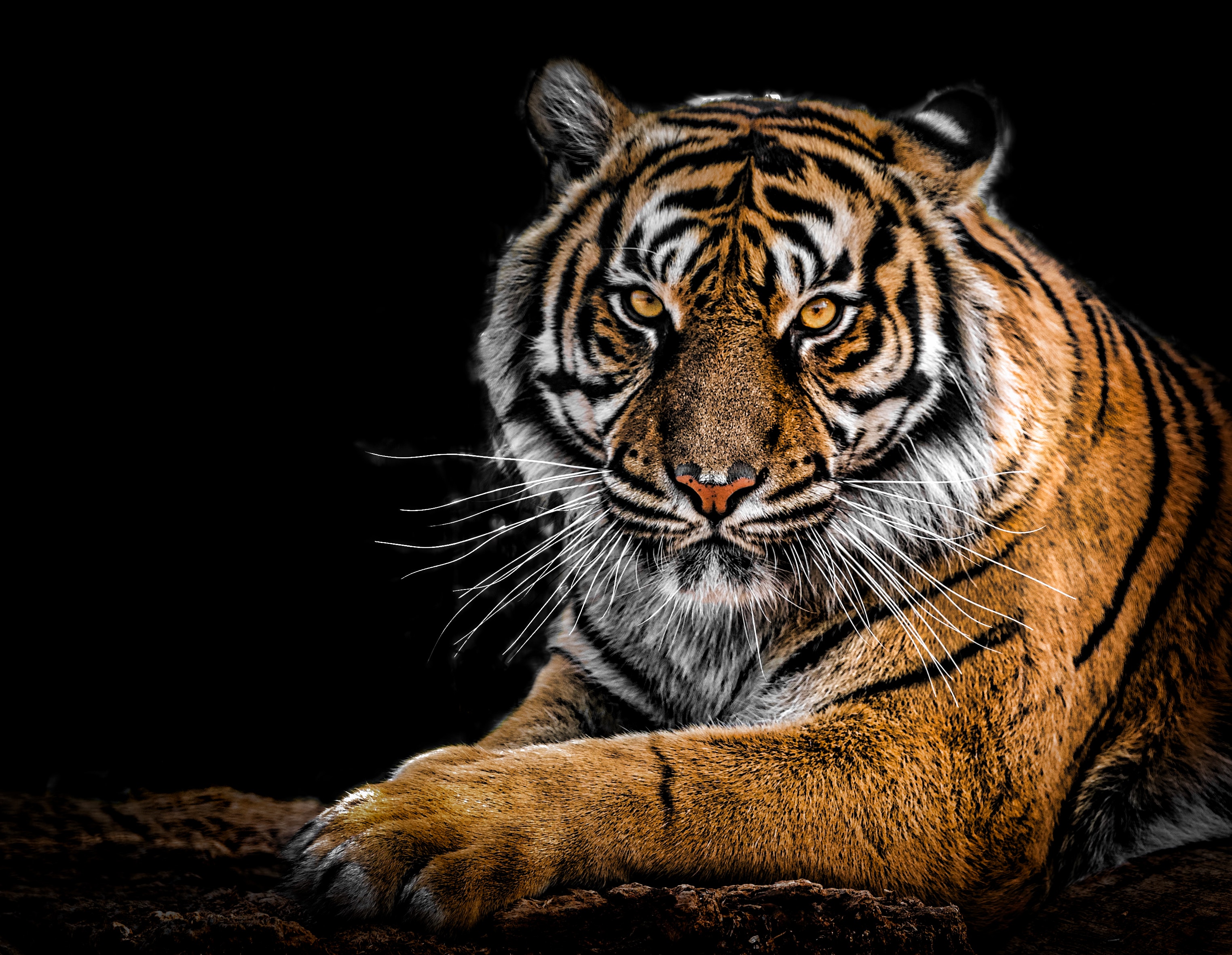Tiger Wallpaper 4k - HD Wallpaper 