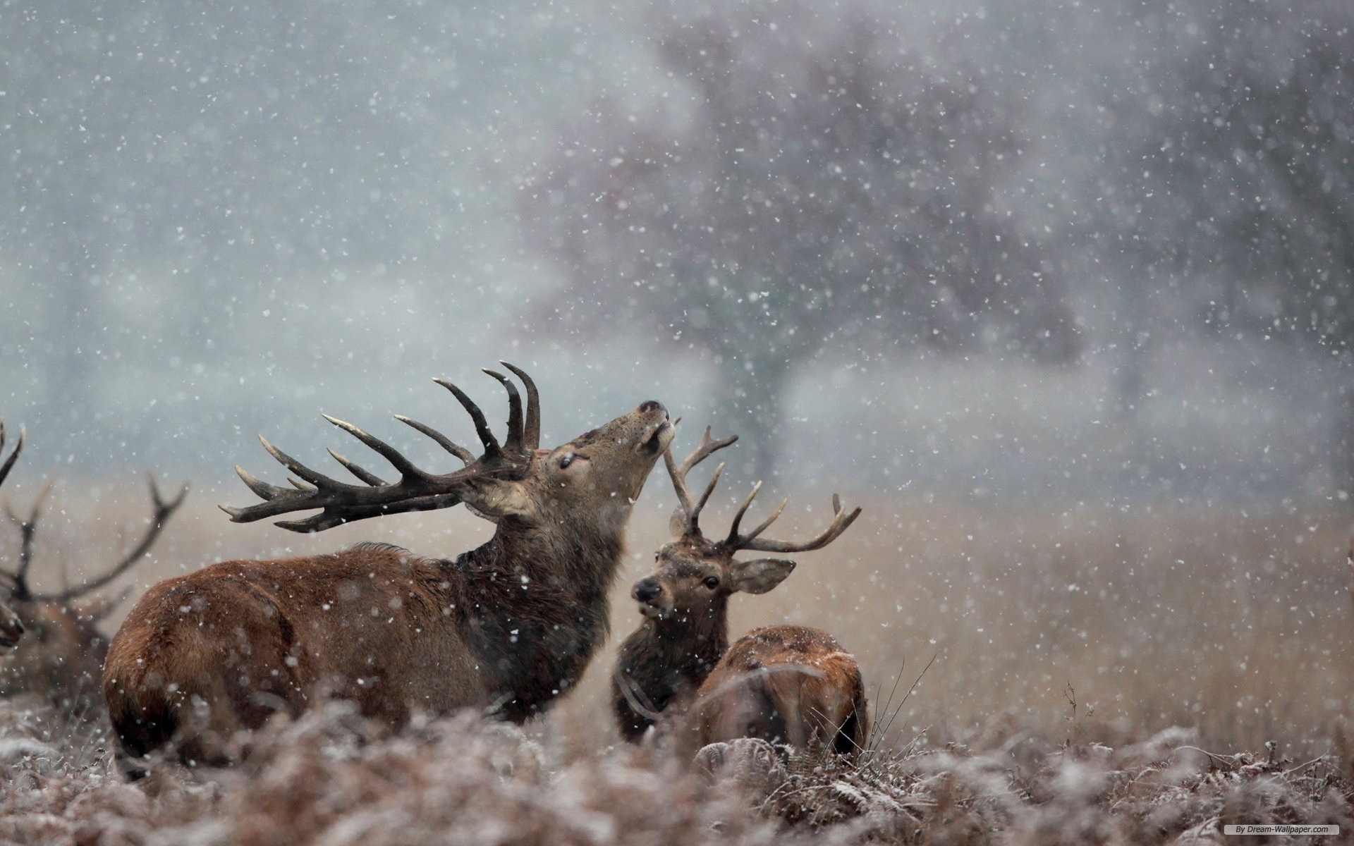 Free Animal Wallpaper - Hd Wallpapers Winter Deer - HD Wallpaper 