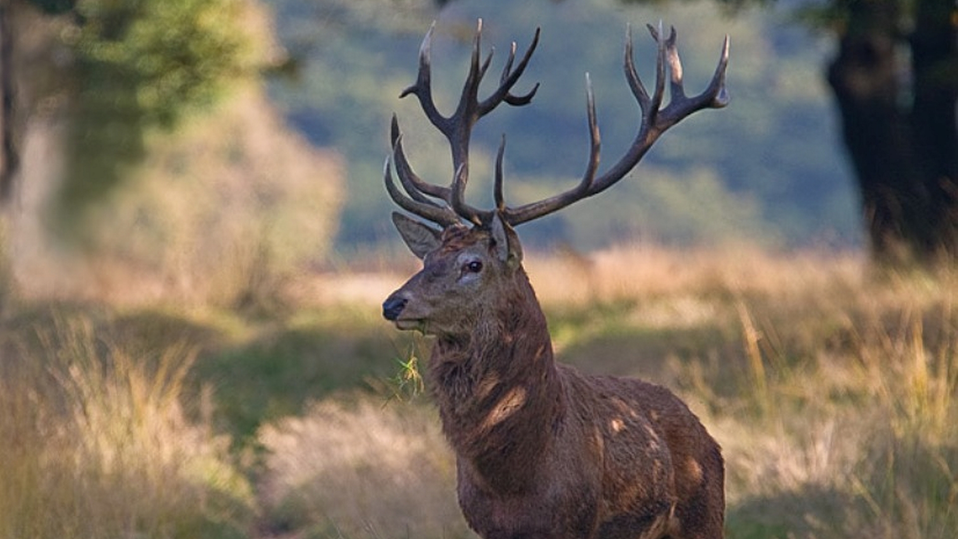 Herunterladen Nächste Wallpaper Vorherige Wallpaper - Elk - HD Wallpaper 