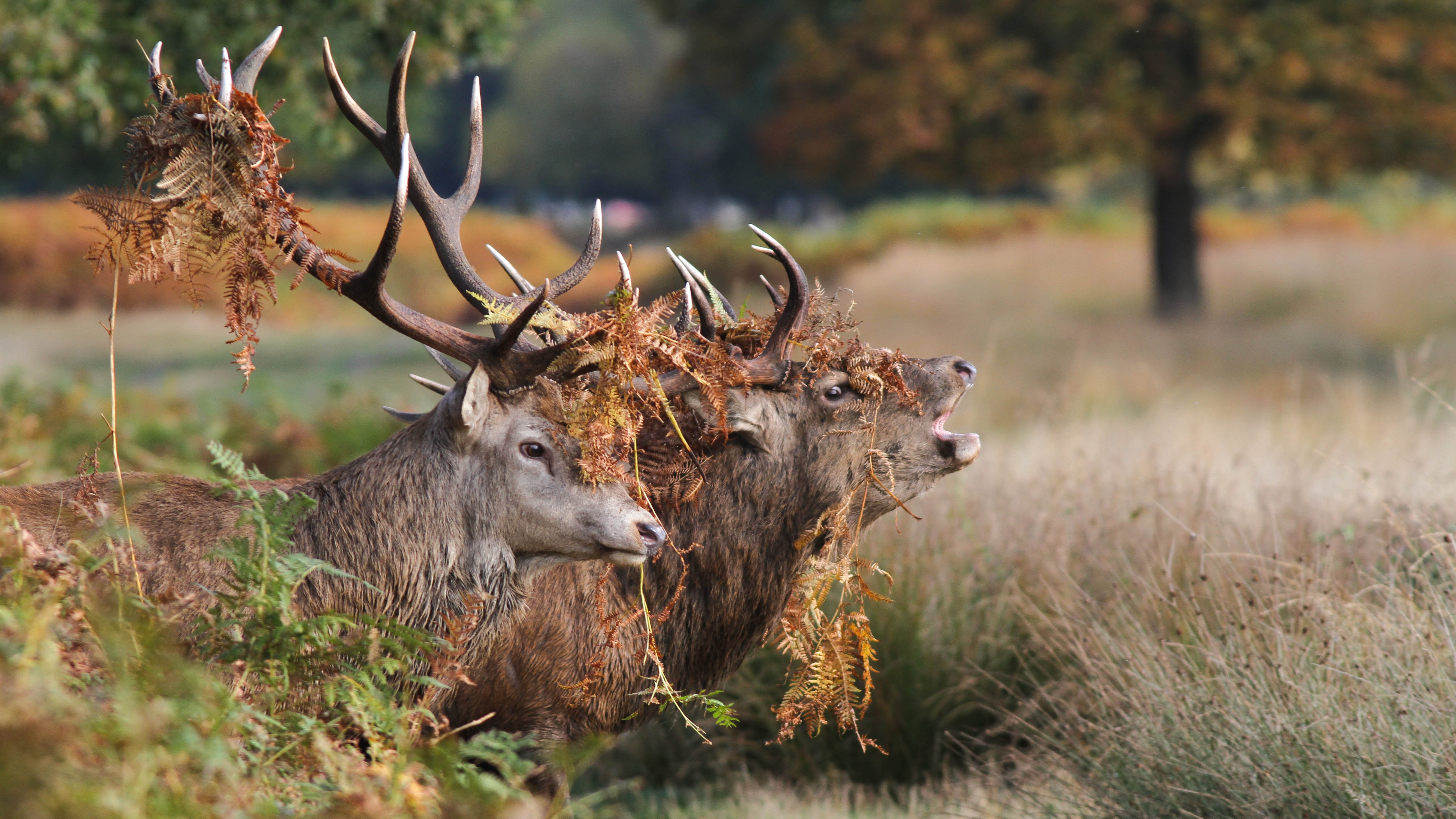 Red Deer Desktop Background - HD Wallpaper 