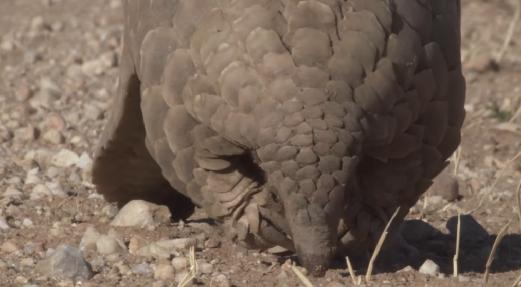 Latest Image Gallery Of Indian Pangolin Free Download - Feather - HD Wallpaper 