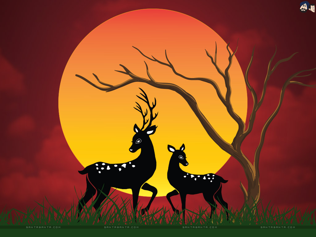 White-tailed Deer - HD Wallpaper 